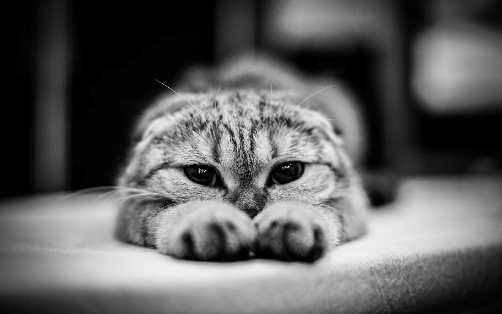 Monochrome close-up of a Scottish Fold cat HD Wallpaper