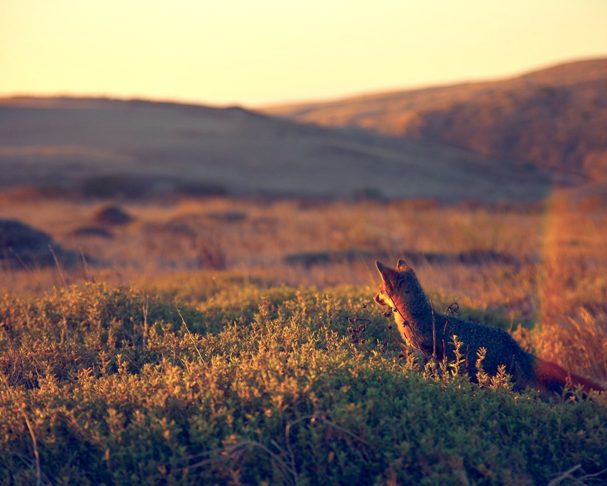 Fox in a field at sunset HD Wallpaper