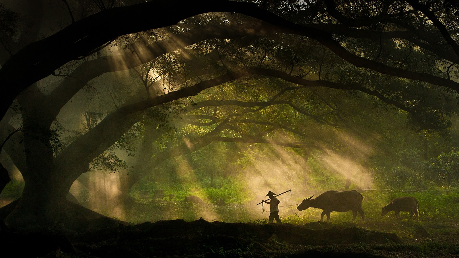 Man and buffaloes walk through a sunlit forest HD Wallpaper