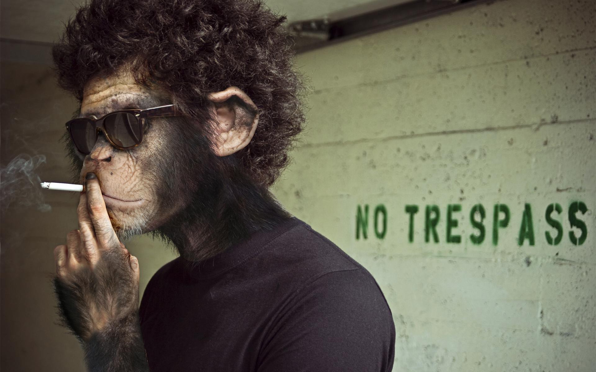 Monkey smoking a cigarette with sunglasses HD Wallpaper