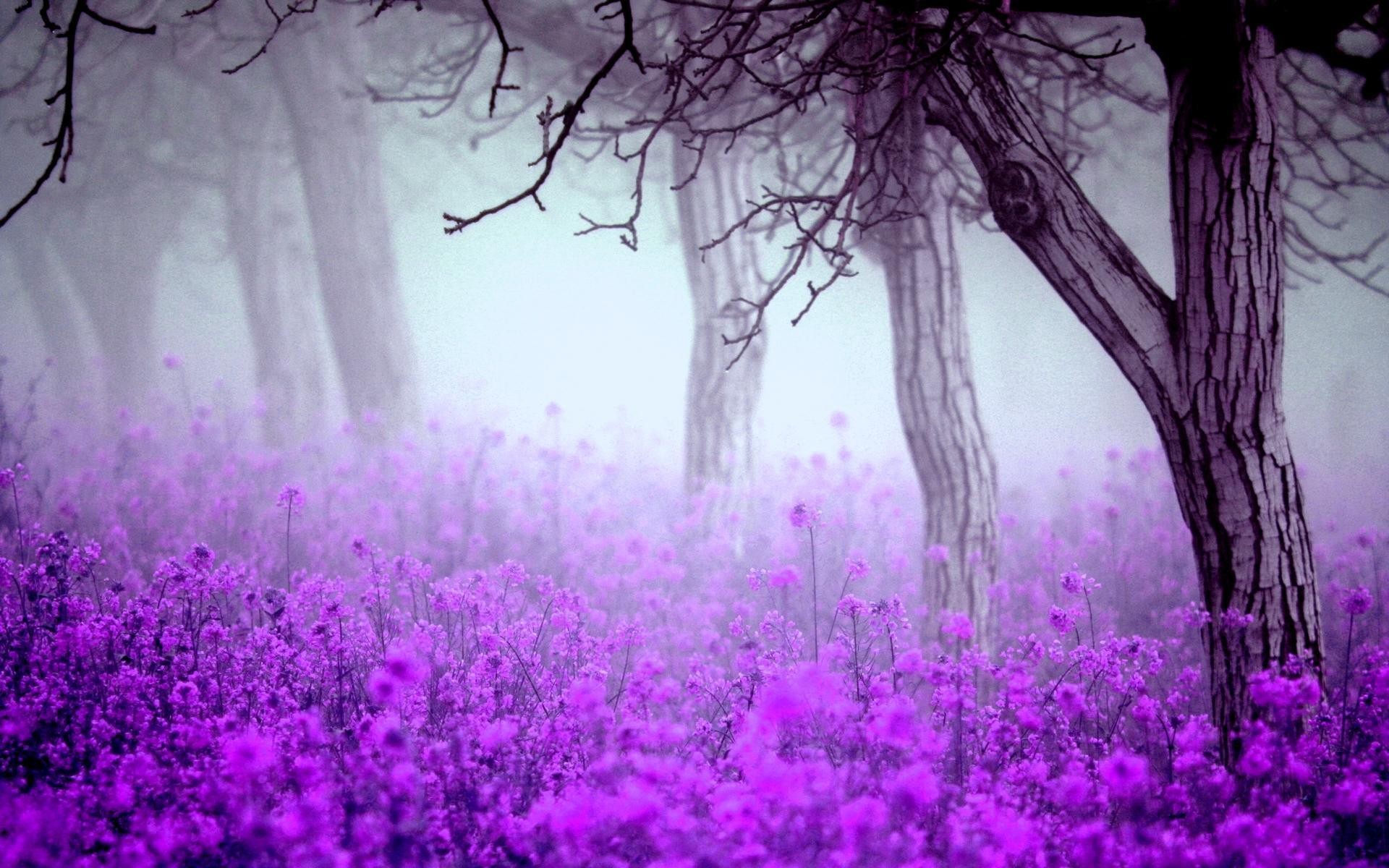 flowers, mist, nature, trees HD Wallpaper