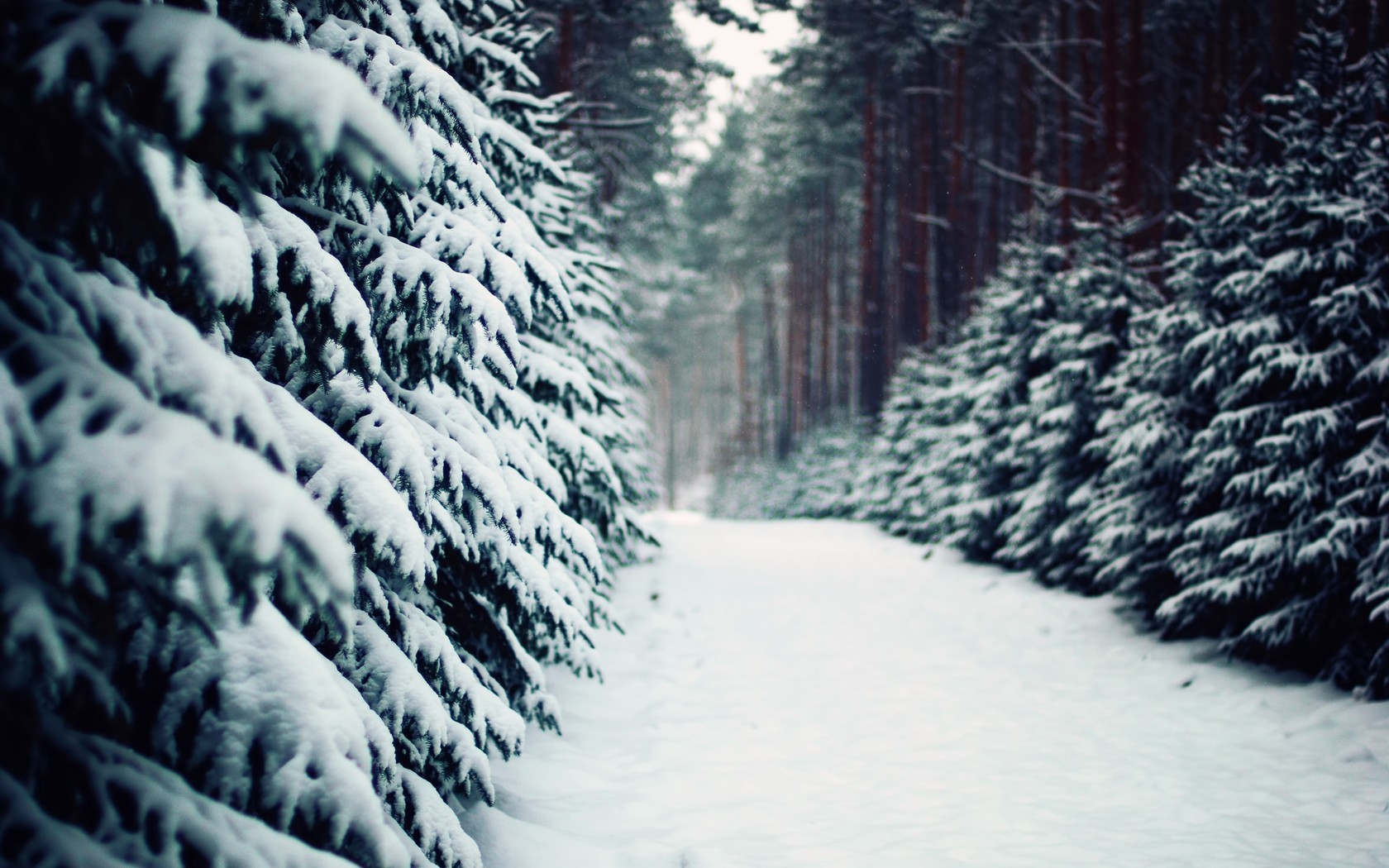 Snowy forest path with pine trees HD Wallpaper