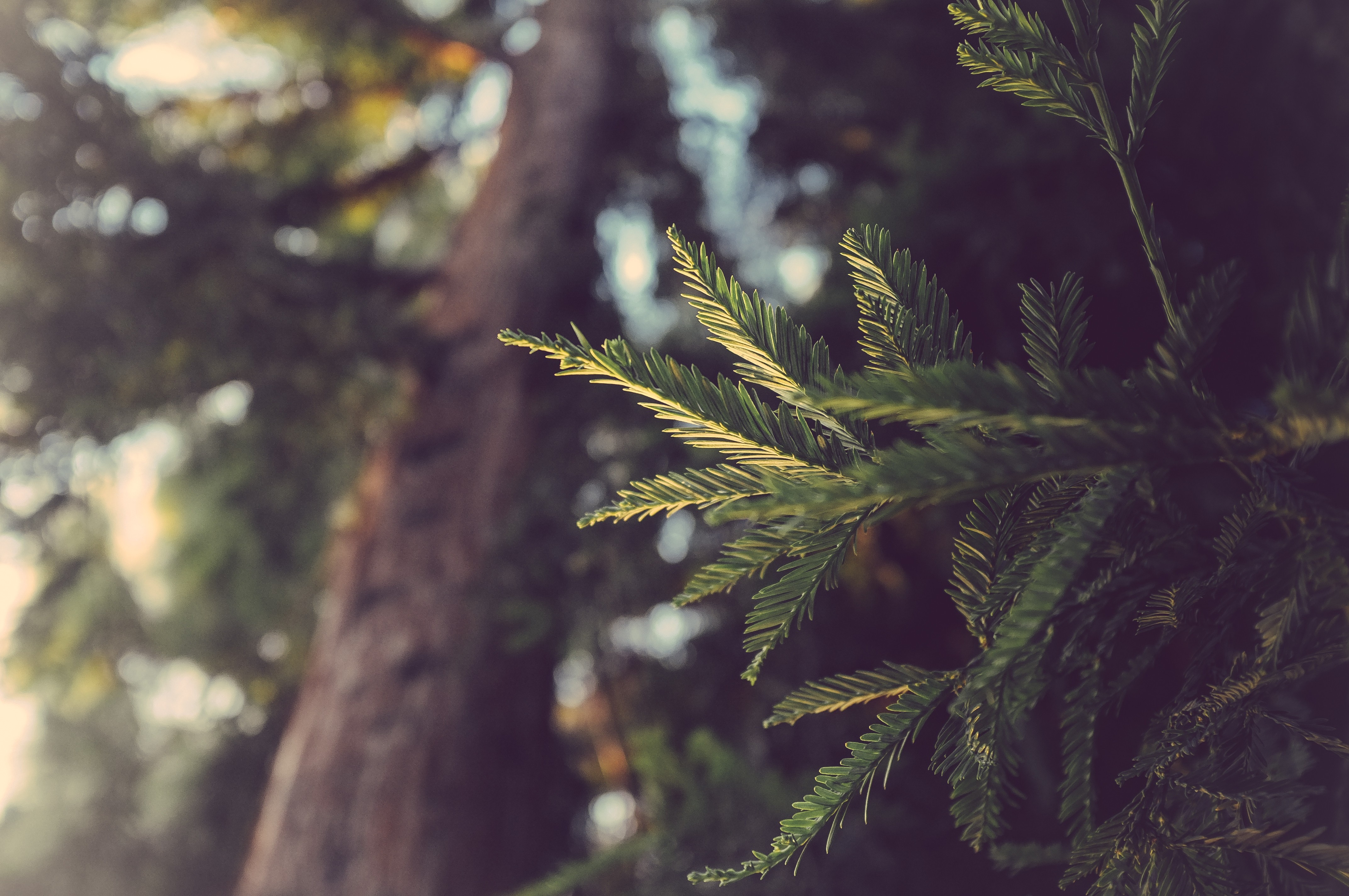 Close-up of conifer needles with redwood tree in background HD Wallpaper