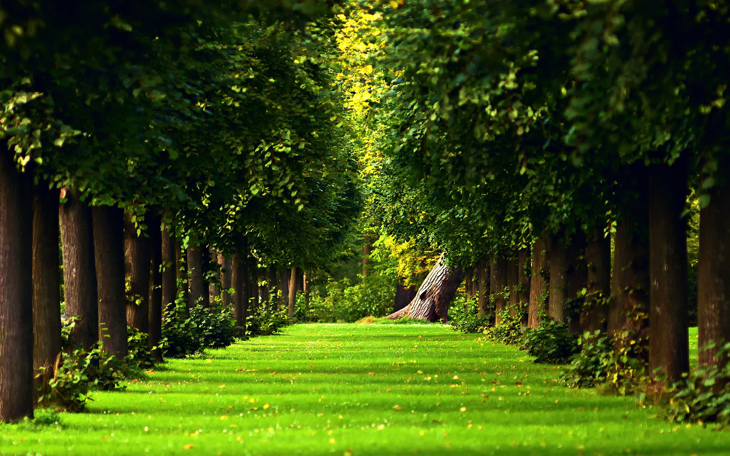 A tree-lined path through a green forest HD Wallpaper