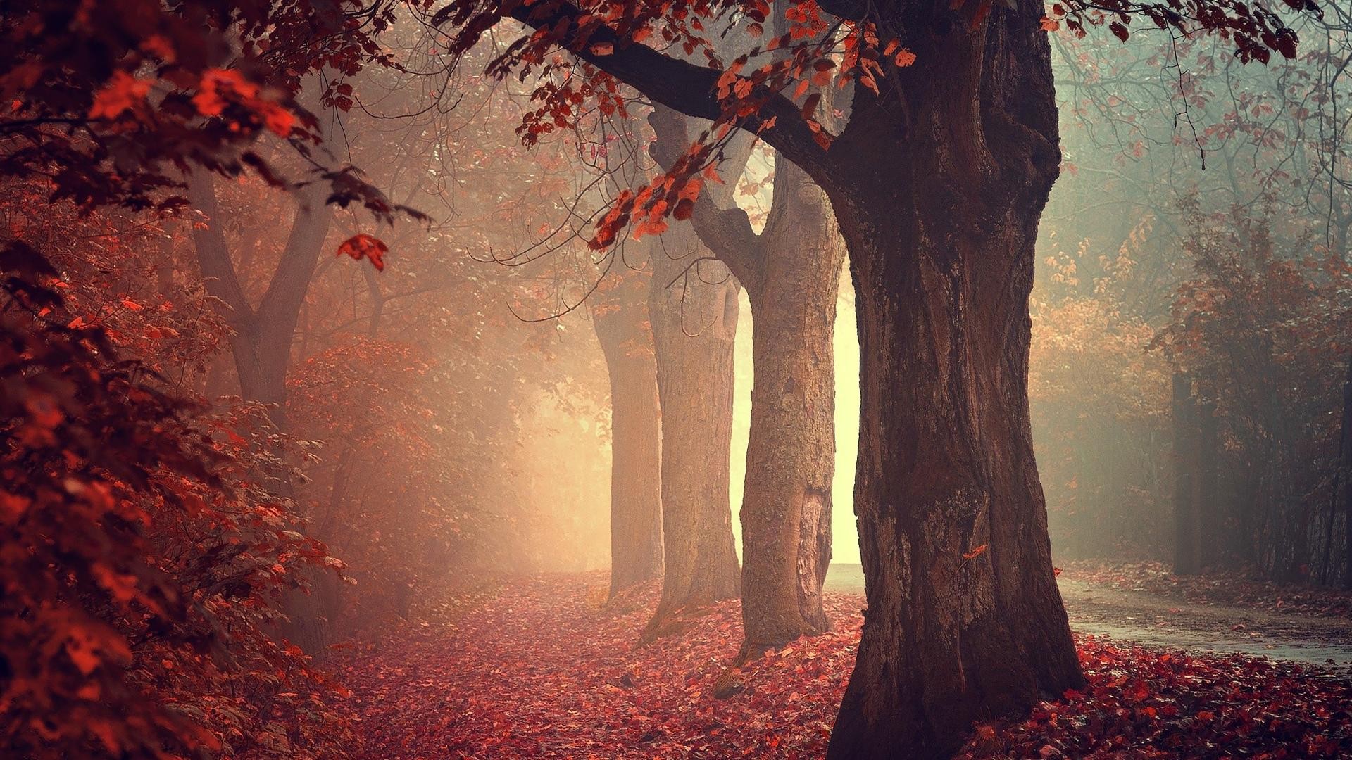 Misty forest path lined with autumn trees and fallen leaves HD Wallpaper