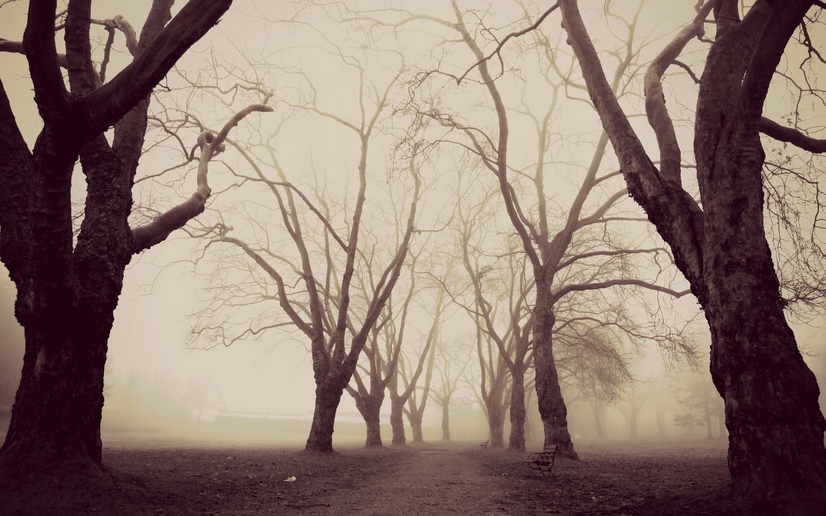 Bare trees in a foggy park with a path and bench HD Wallpaper