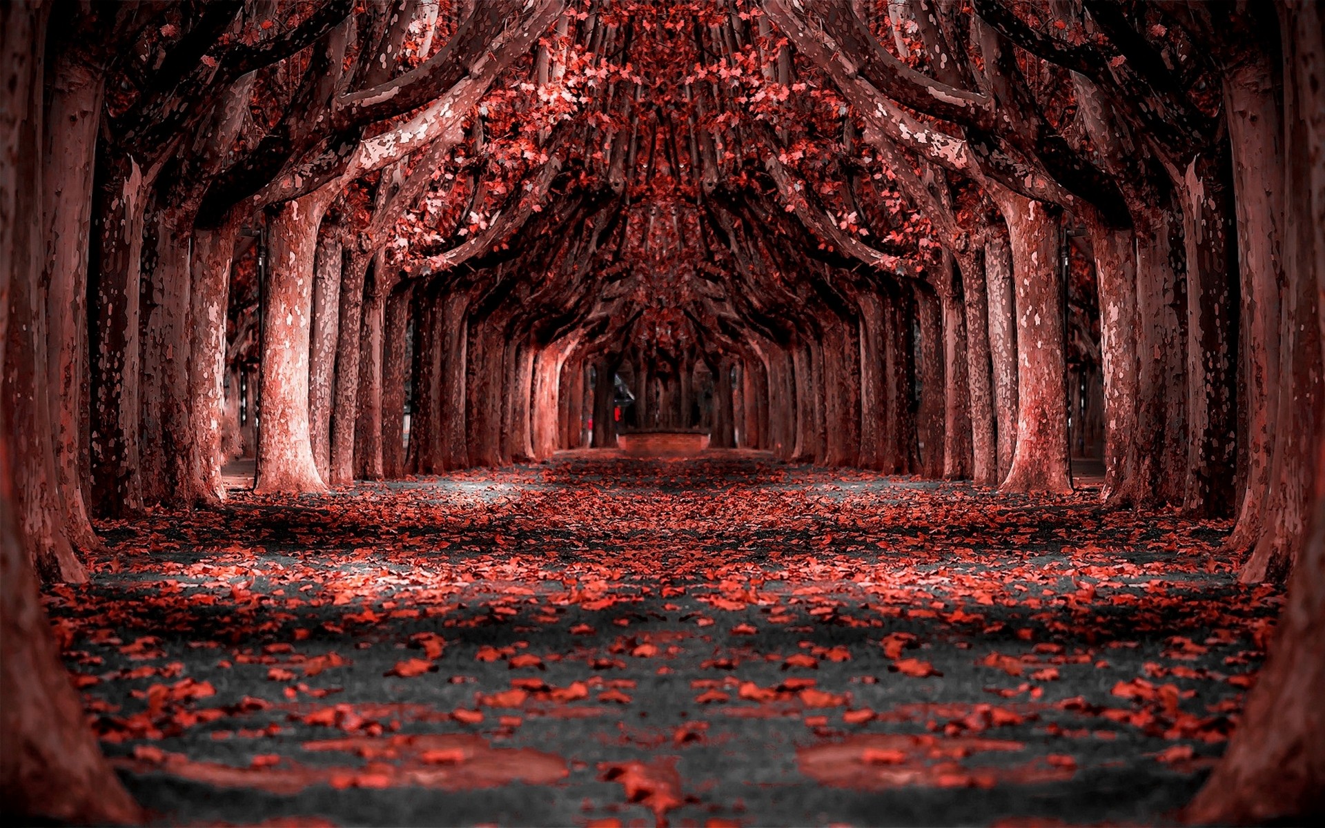 Red leaves cover a path through a dark forest HD Wallpaper