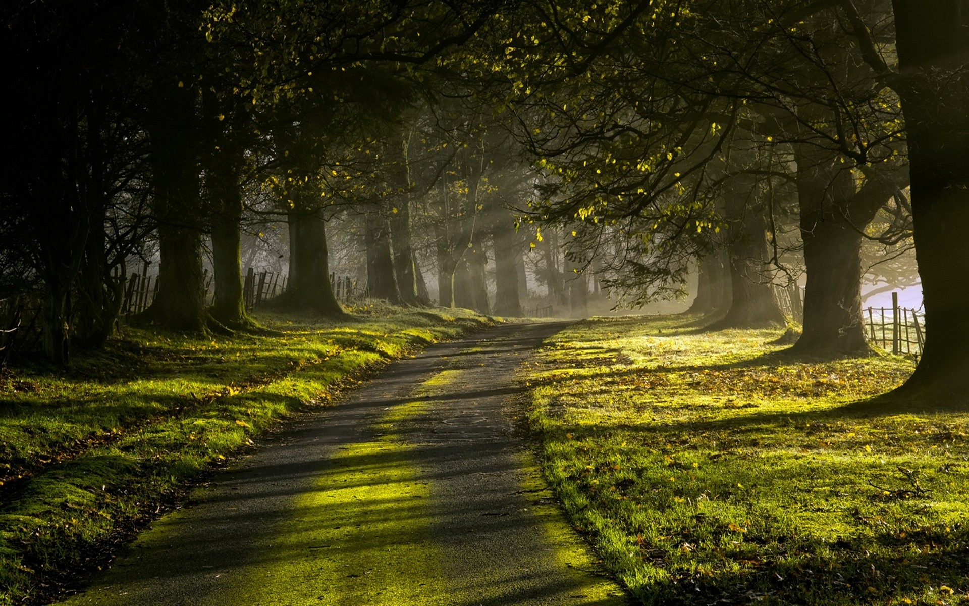 Sunlight filtering through trees onto a misty road HD Wallpaper