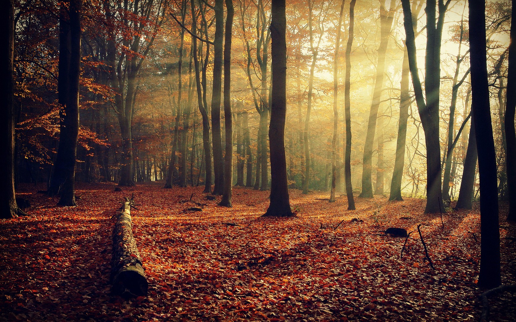 Sunlight streams through an autumn forest with fallen leaves. HD Wallpaper