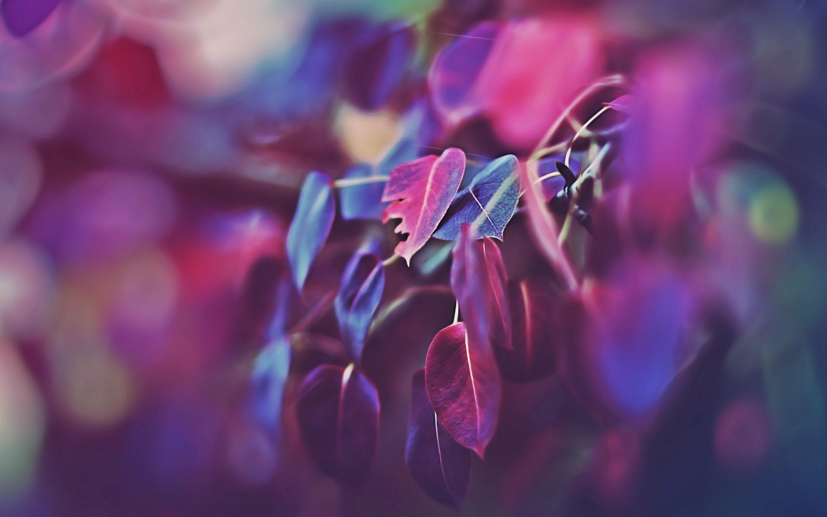 Macro photography of pink and purple leaves with bokeh HD Wallpaper