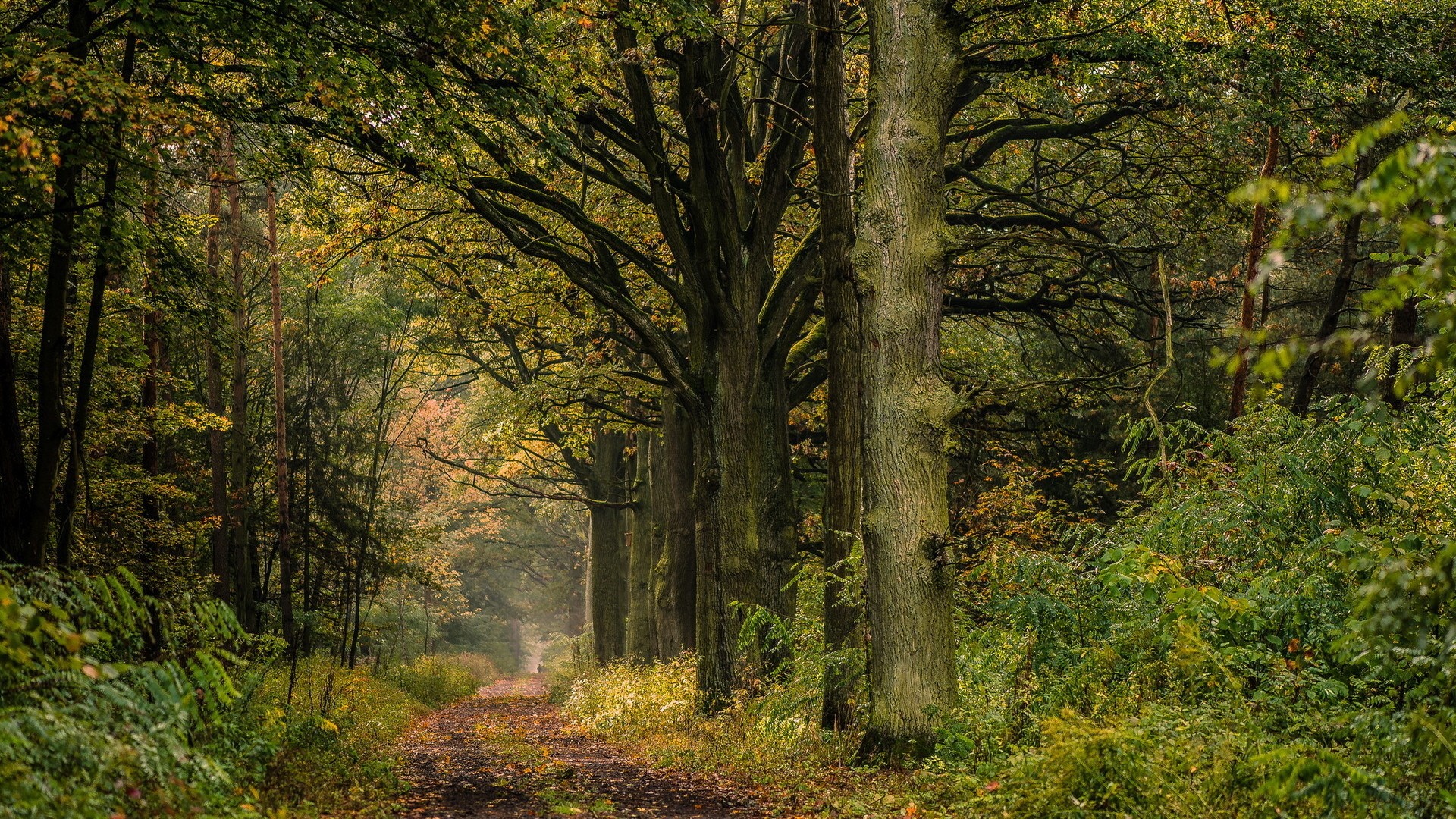 A dirt path winds through a dense forest with tall trees. HD Wallpaper