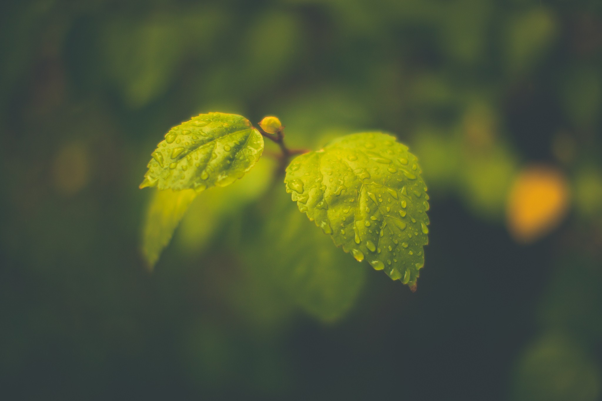 Close-up of green leaves with water drops HD Wallpaper