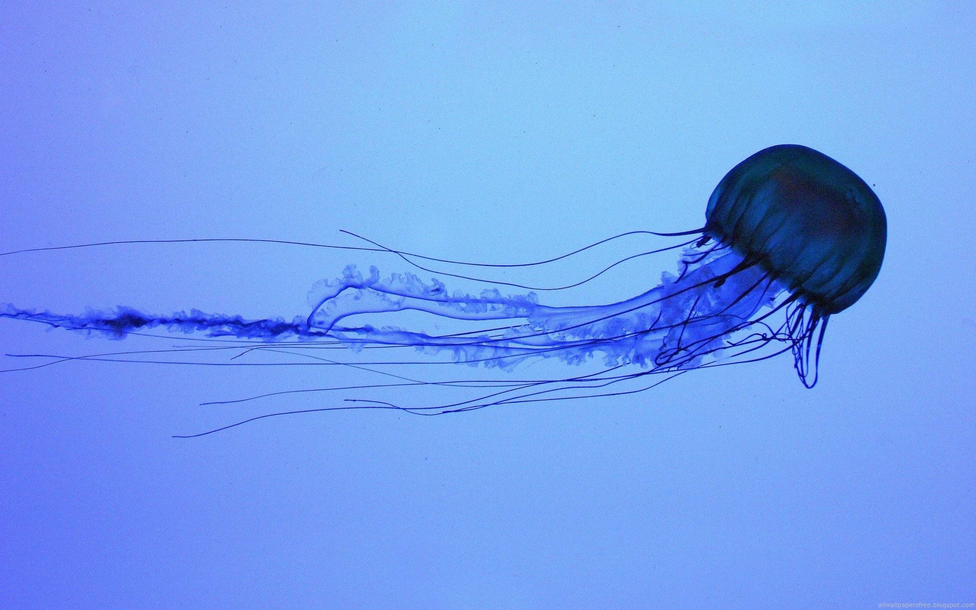 A blue jellyfish with long tentacles swims in blue water HD Wallpaper