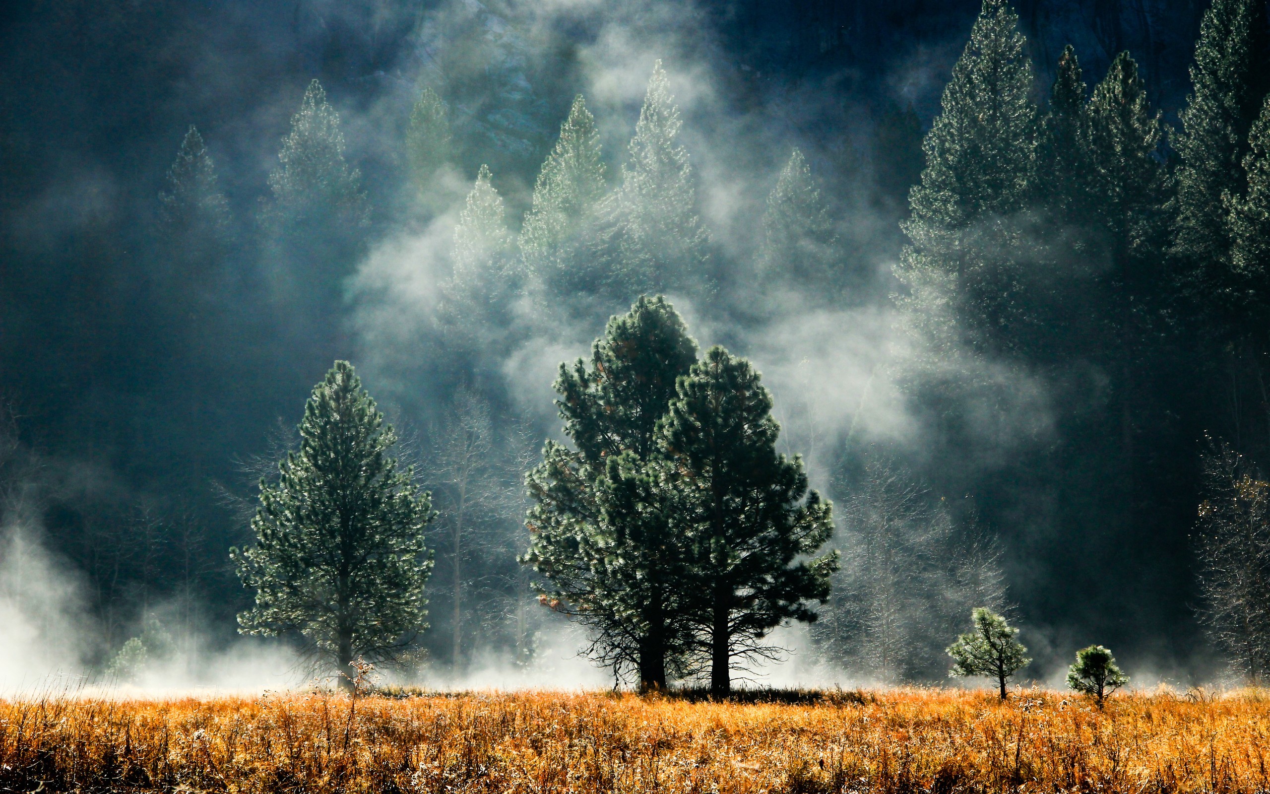 Misty forest with trees and golden grass HD Wallpaper
