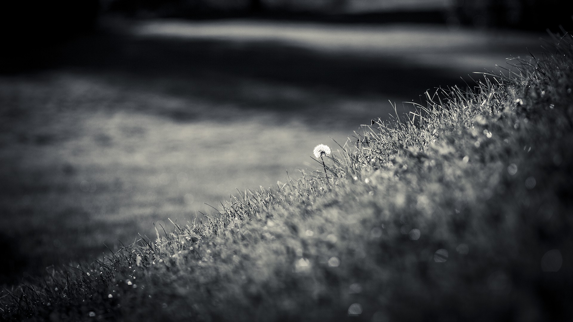 Monochrome dandelion on a grassy hill with bokeh HD Wallpaper