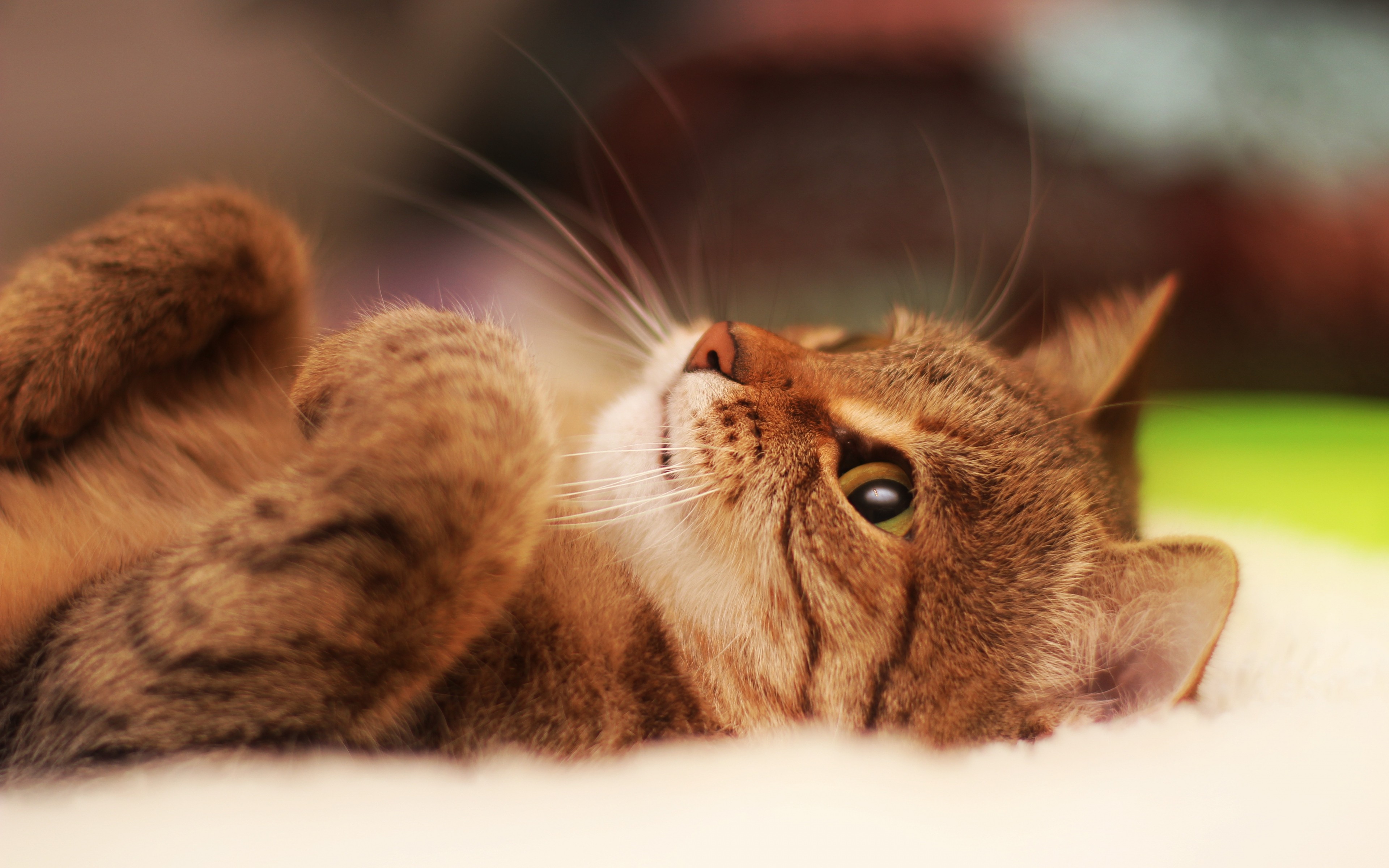 A tabby cat lies on its back HD Wallpaper