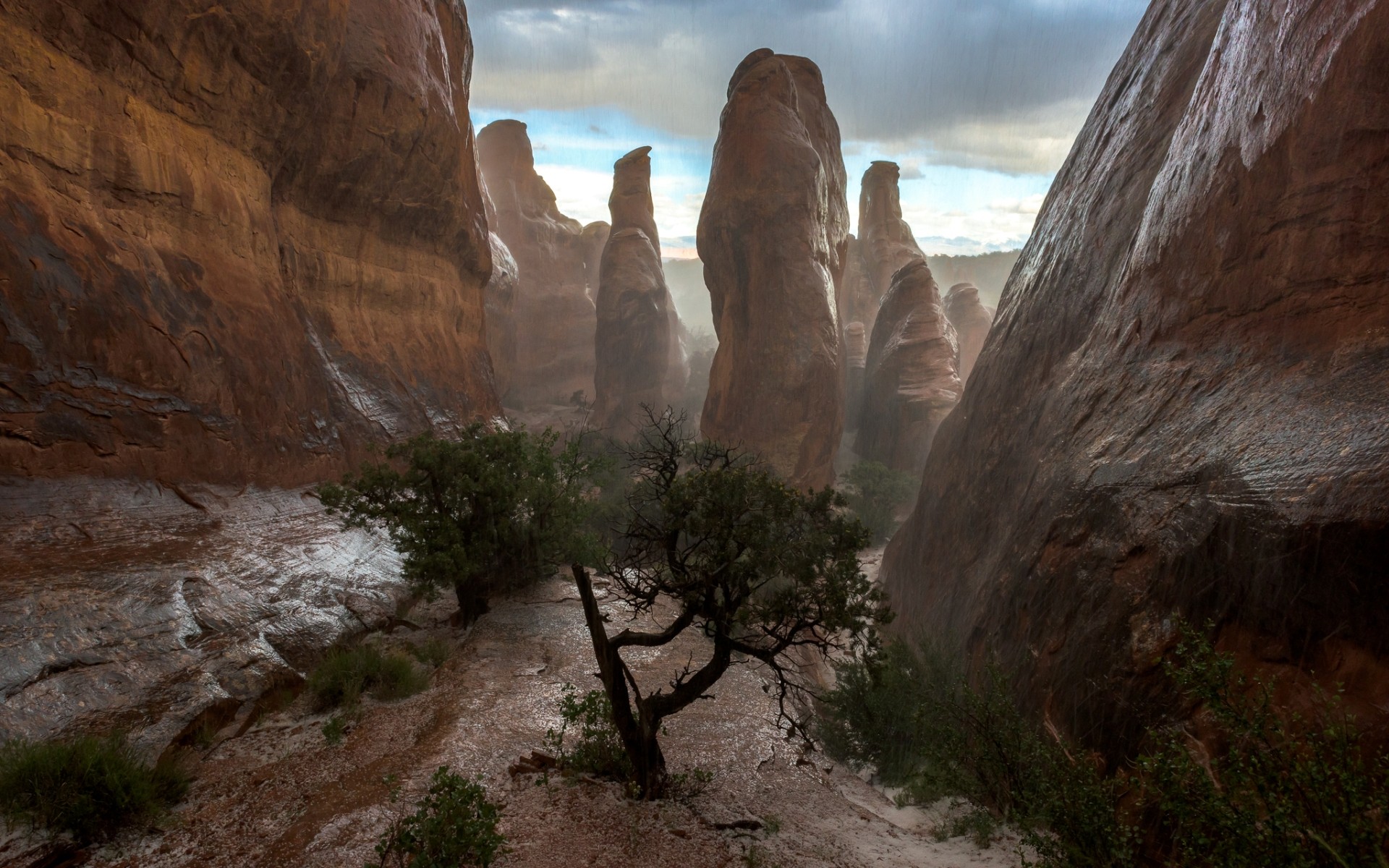 Rainy day in a desert canyon with rock formations and trees HD Wallpaper