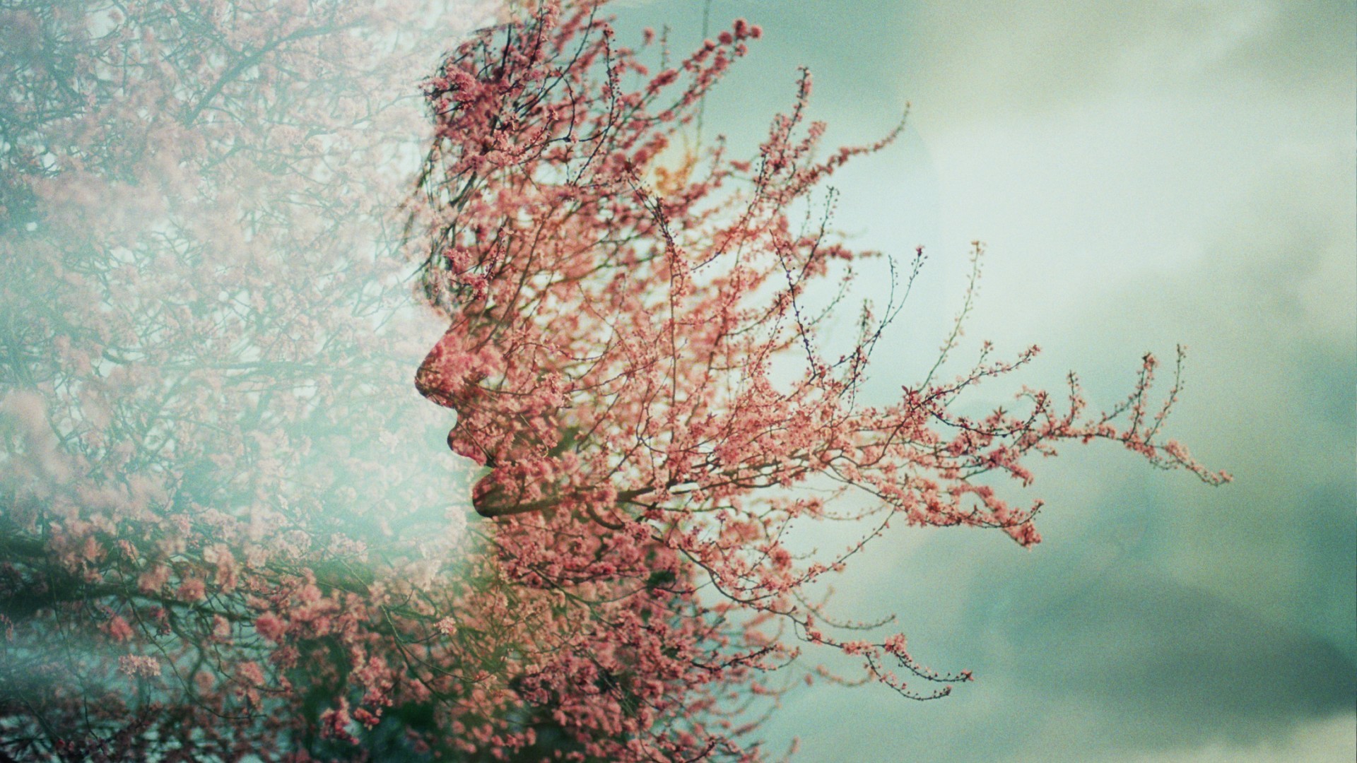 Double exposure of a face and blooming cherry tree branches HD Wallpaper