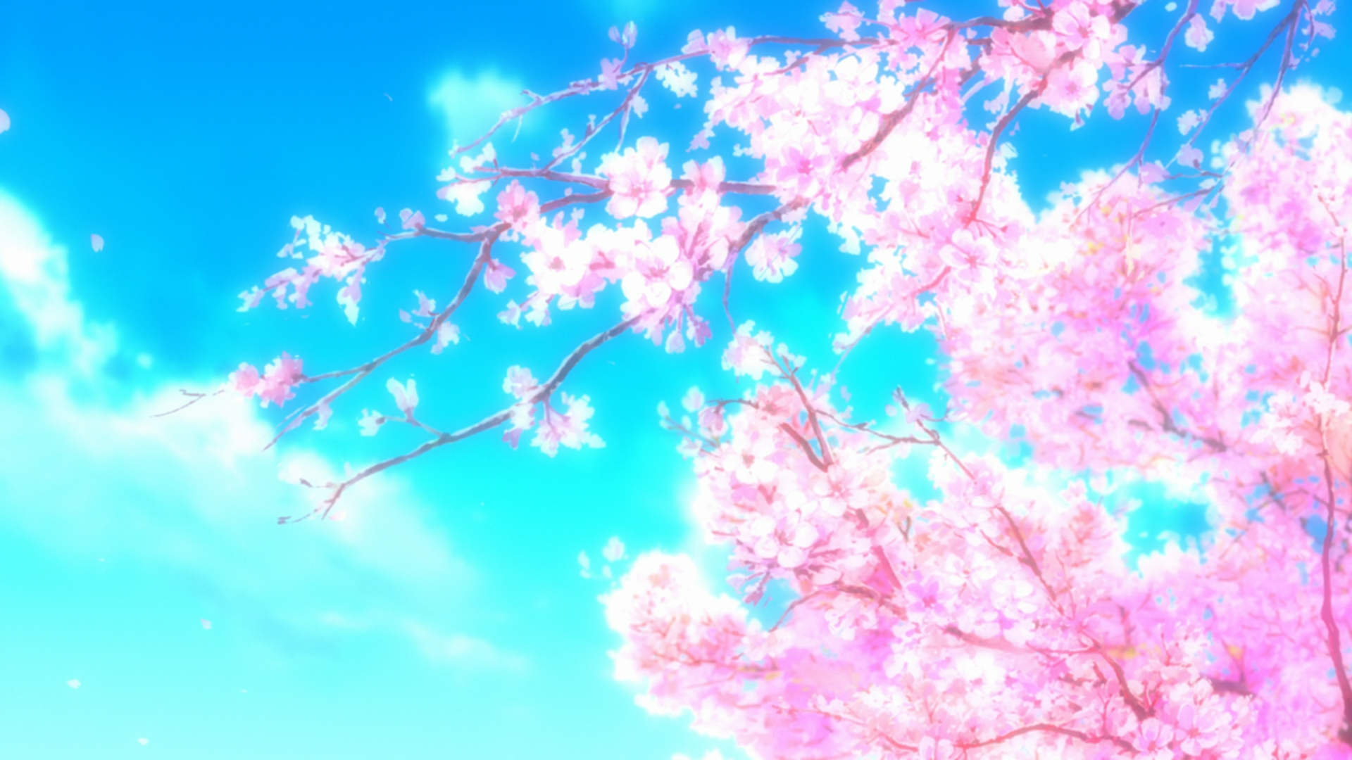 Cherry blossoms against a bright blue sky HD Wallpaper