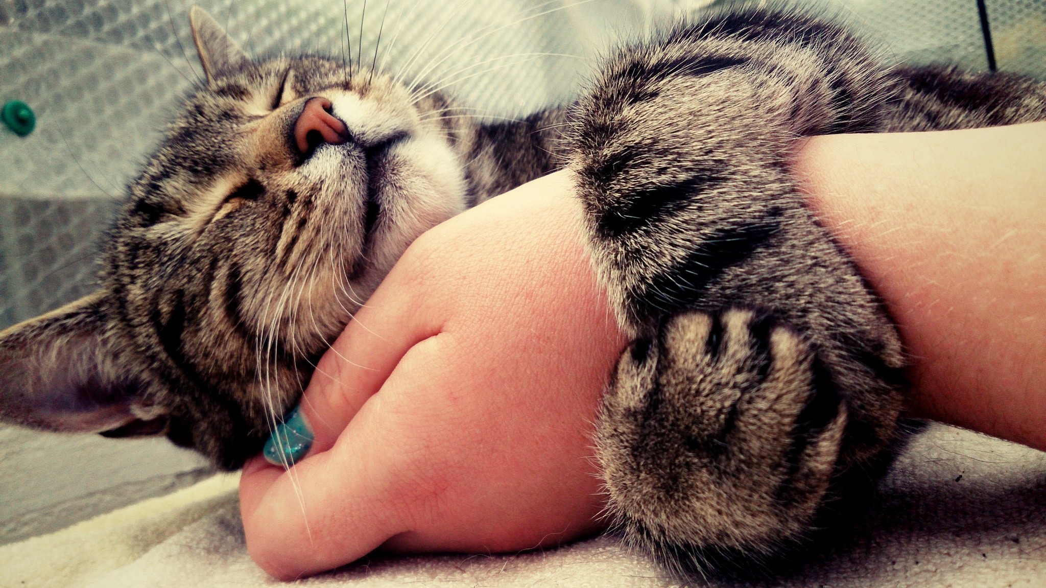 A cat sleeps on a person's arm HD Wallpaper