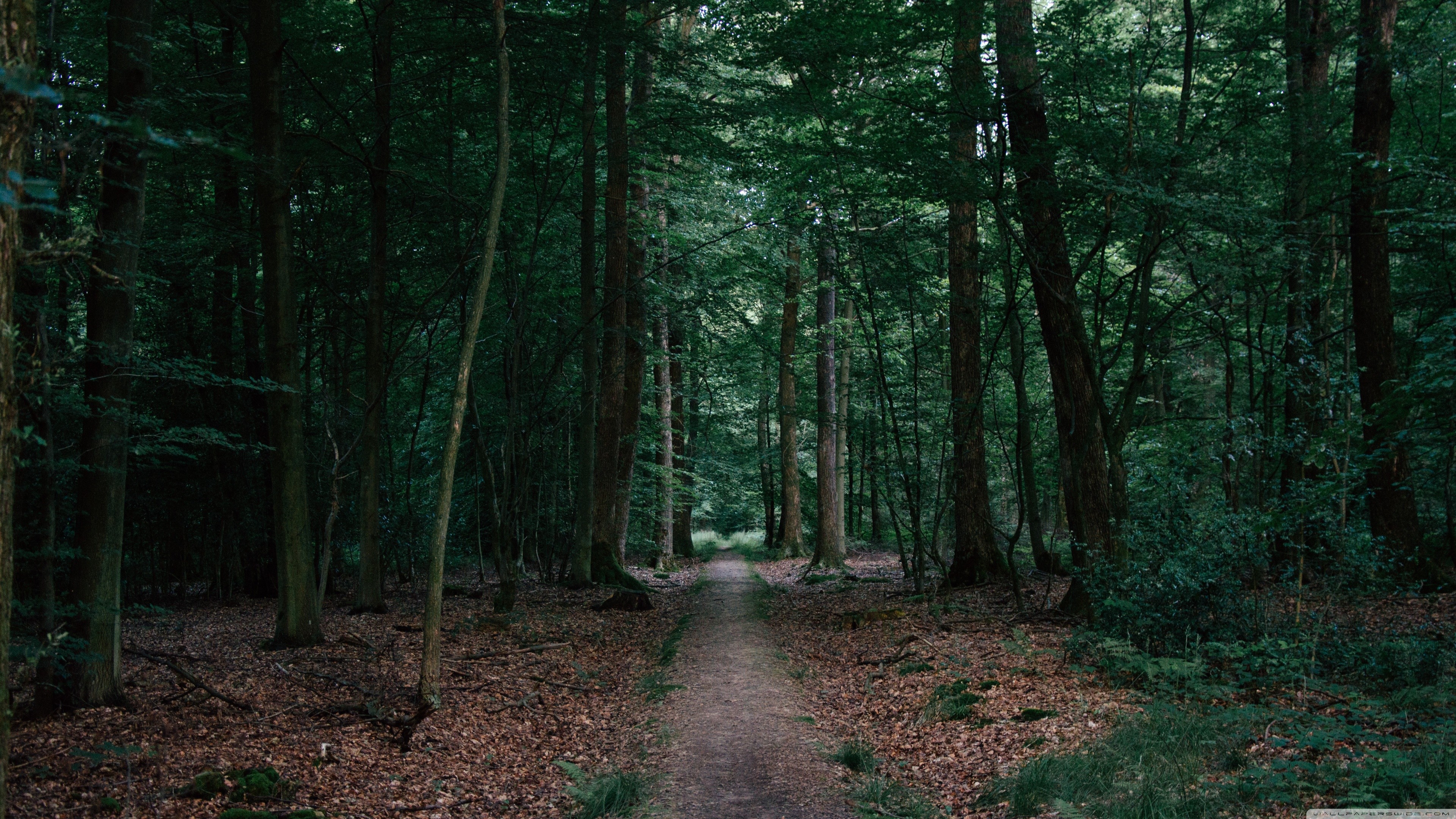 A path through a dark, green forest HD Wallpaper