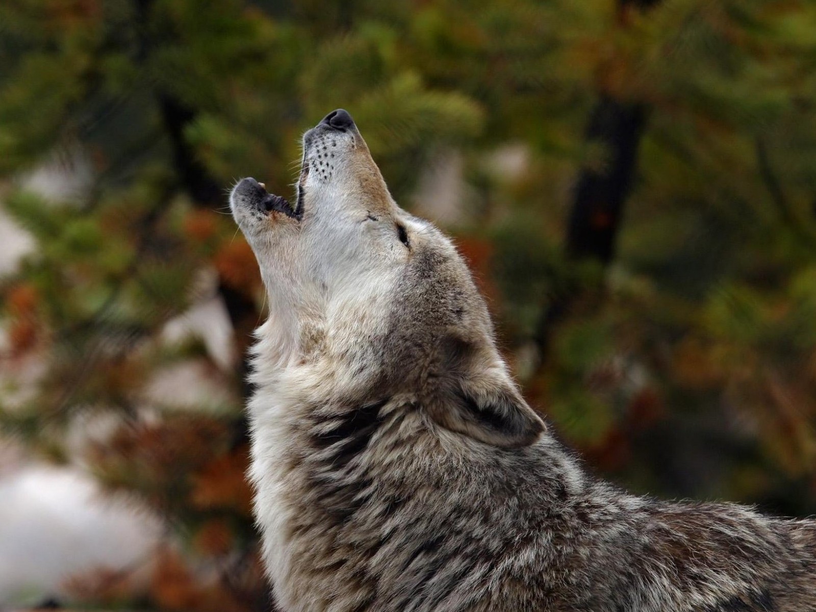 Wolf howling in a forest HD Wallpaper