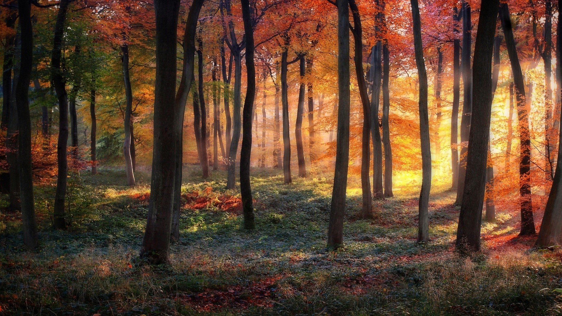 Sun rays filtering through an autumn forest HD Wallpaper