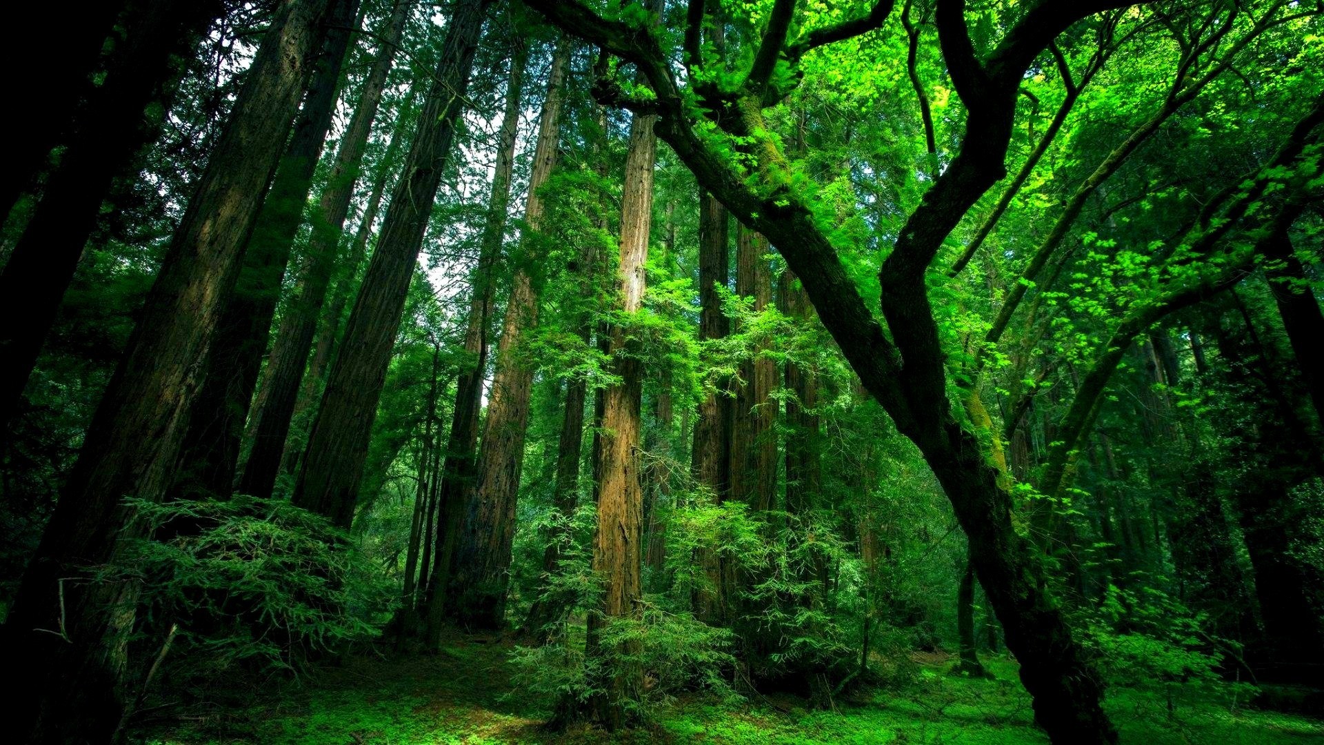 Tall trees in a dense green forest HD Wallpaper