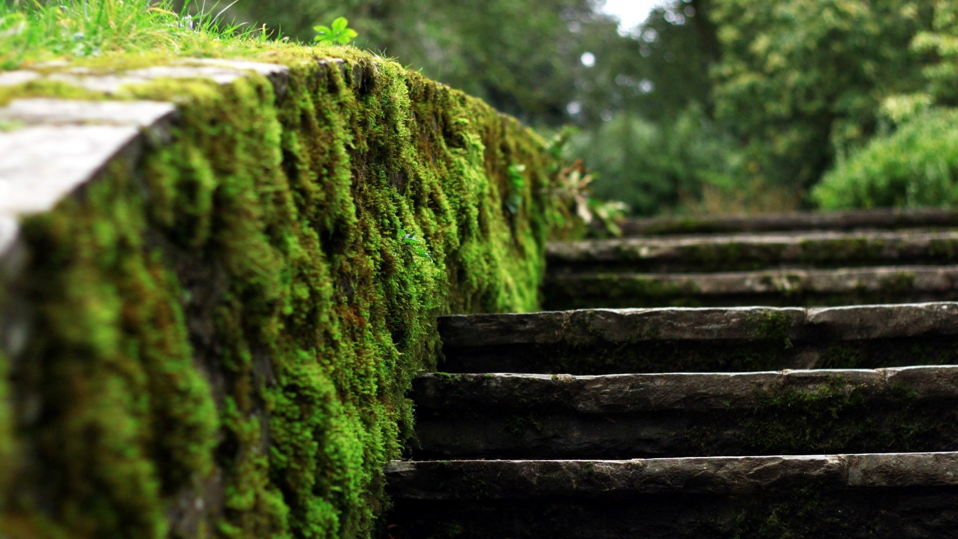 Stone steps covered in moss with a blurred forest background HD Wallpaper