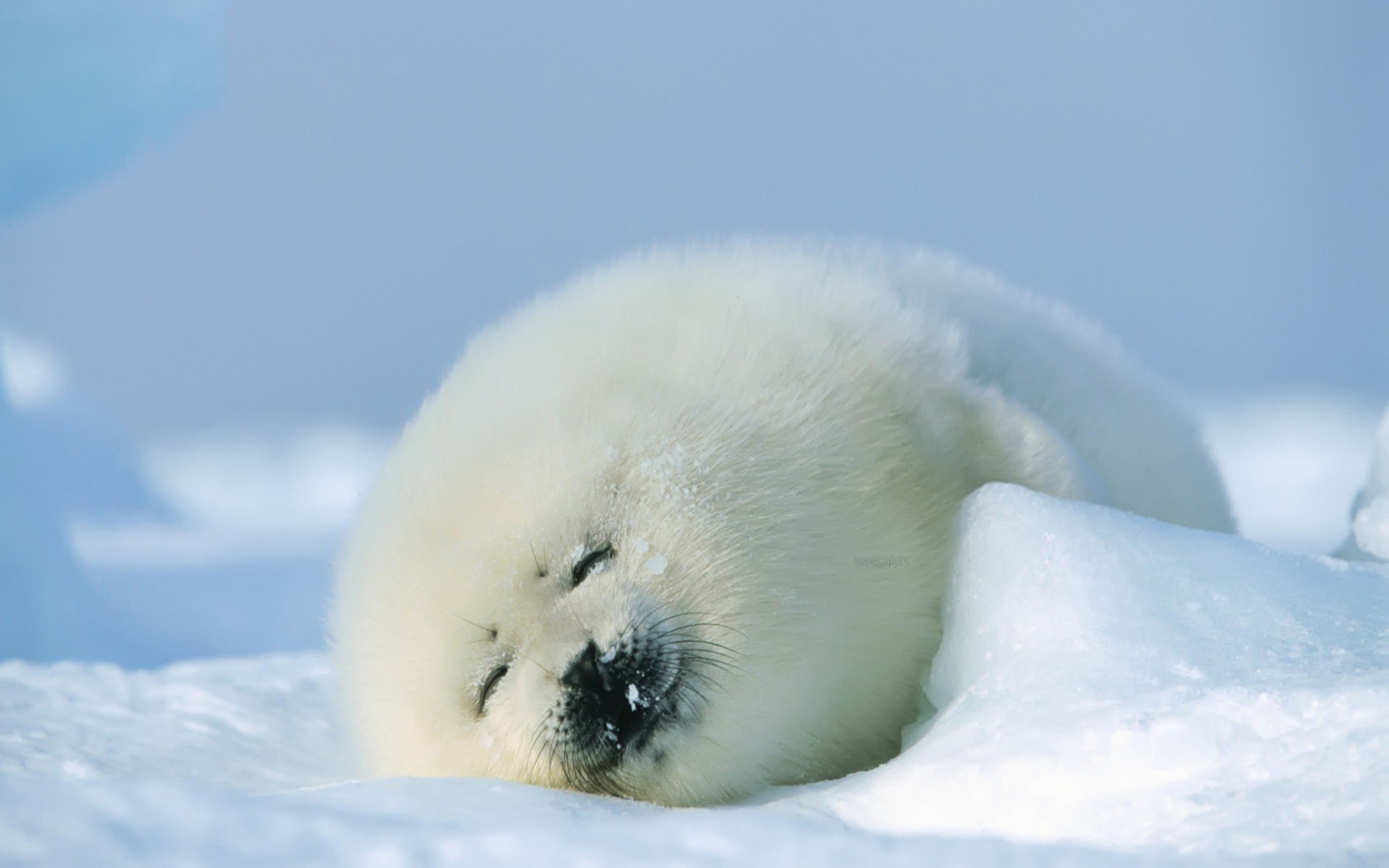 A fluffy white seal pup sleeps on ice HD Wallpaper