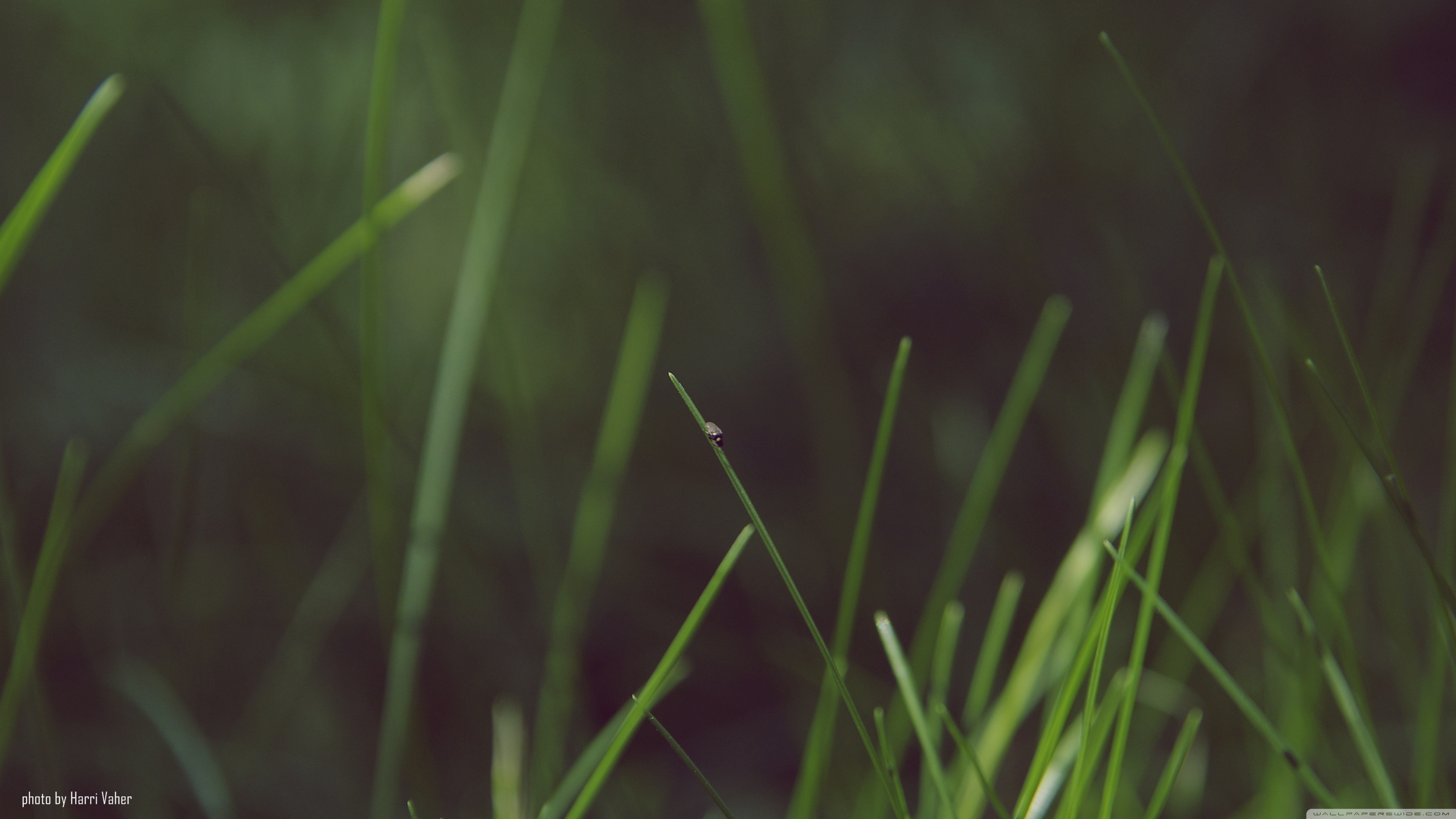 Macro shot of a tiny insect on a blade of grass HD Wallpaper