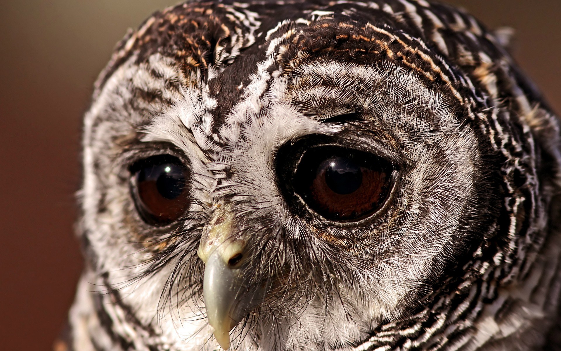 Close-up of a barred owl's face HD Wallpaper