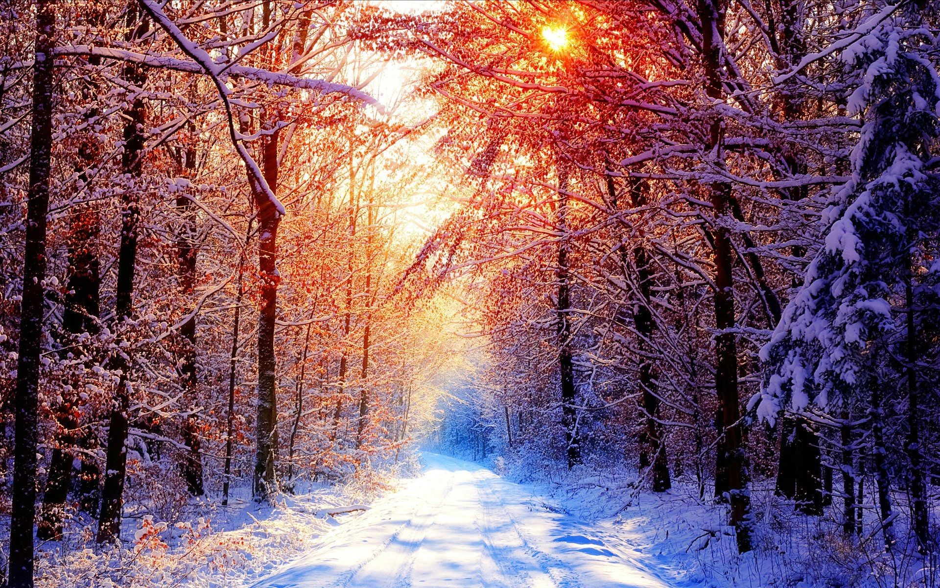 Snowy forest path with sunbeams HD Wallpaper