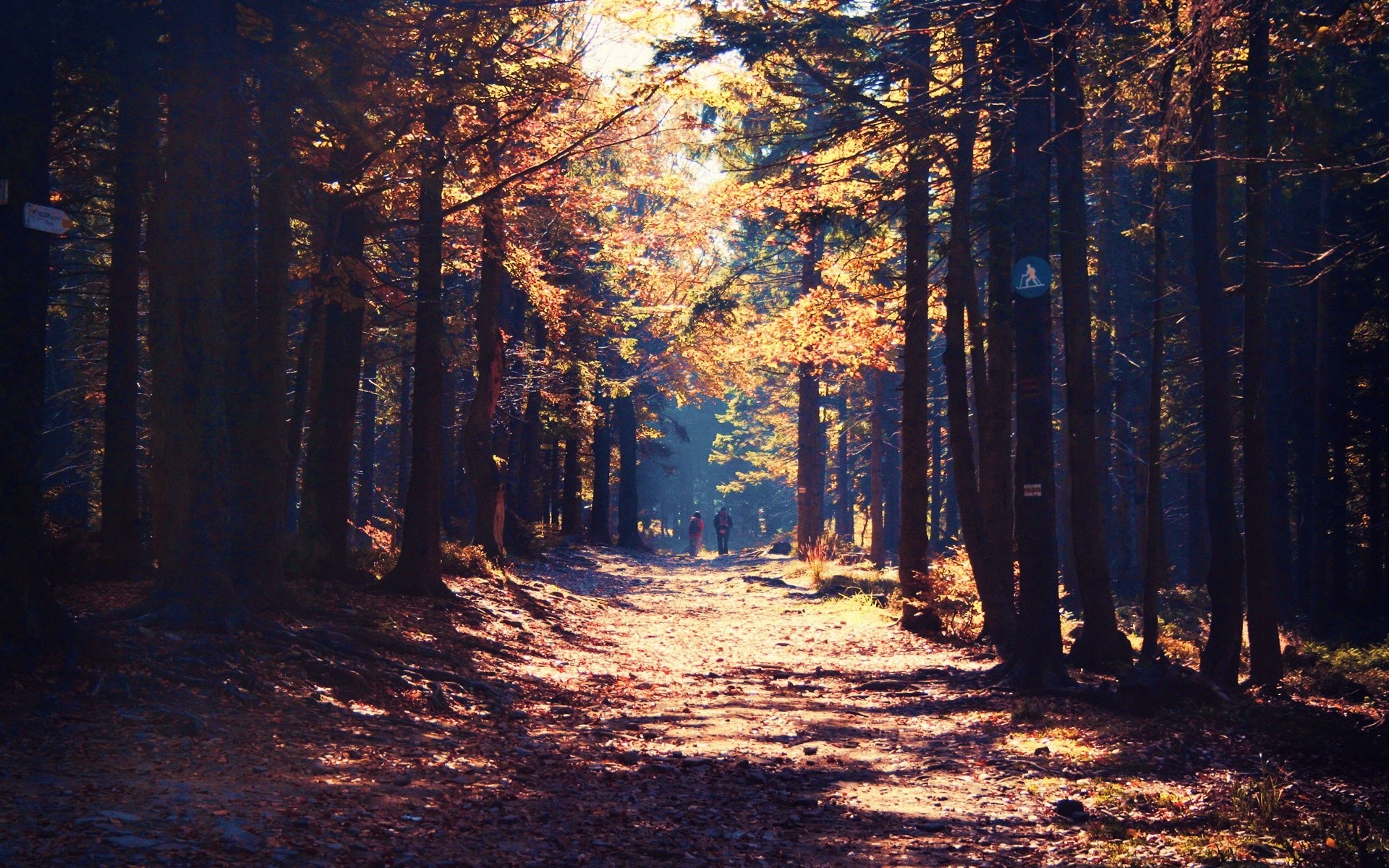 People walking on a path in a sunlit forest HD Wallpaper