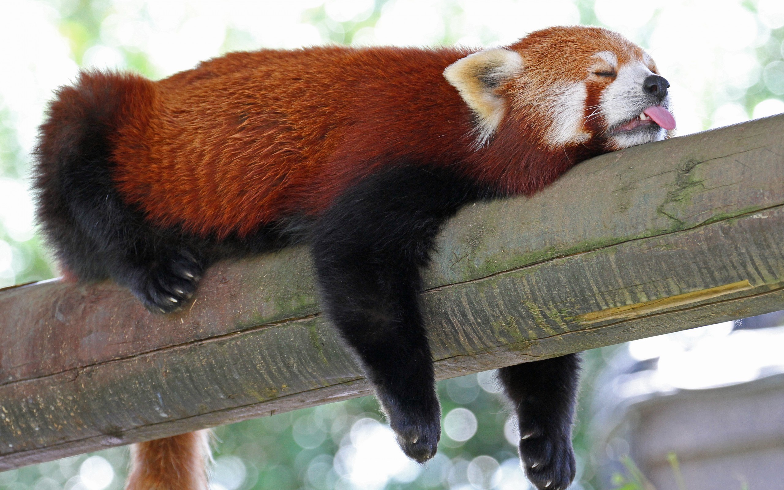Red panda sleeping on a wooden beam HD Wallpaper