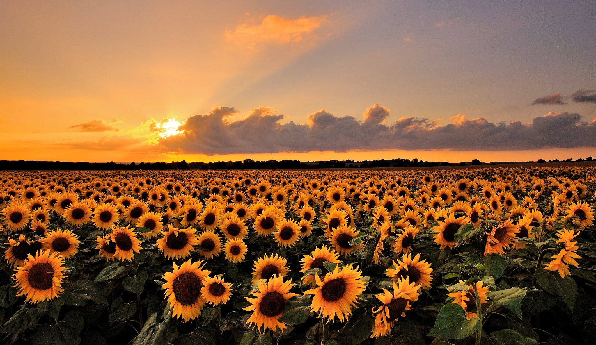 Field of sunflowers at sunset HD Wallpaper