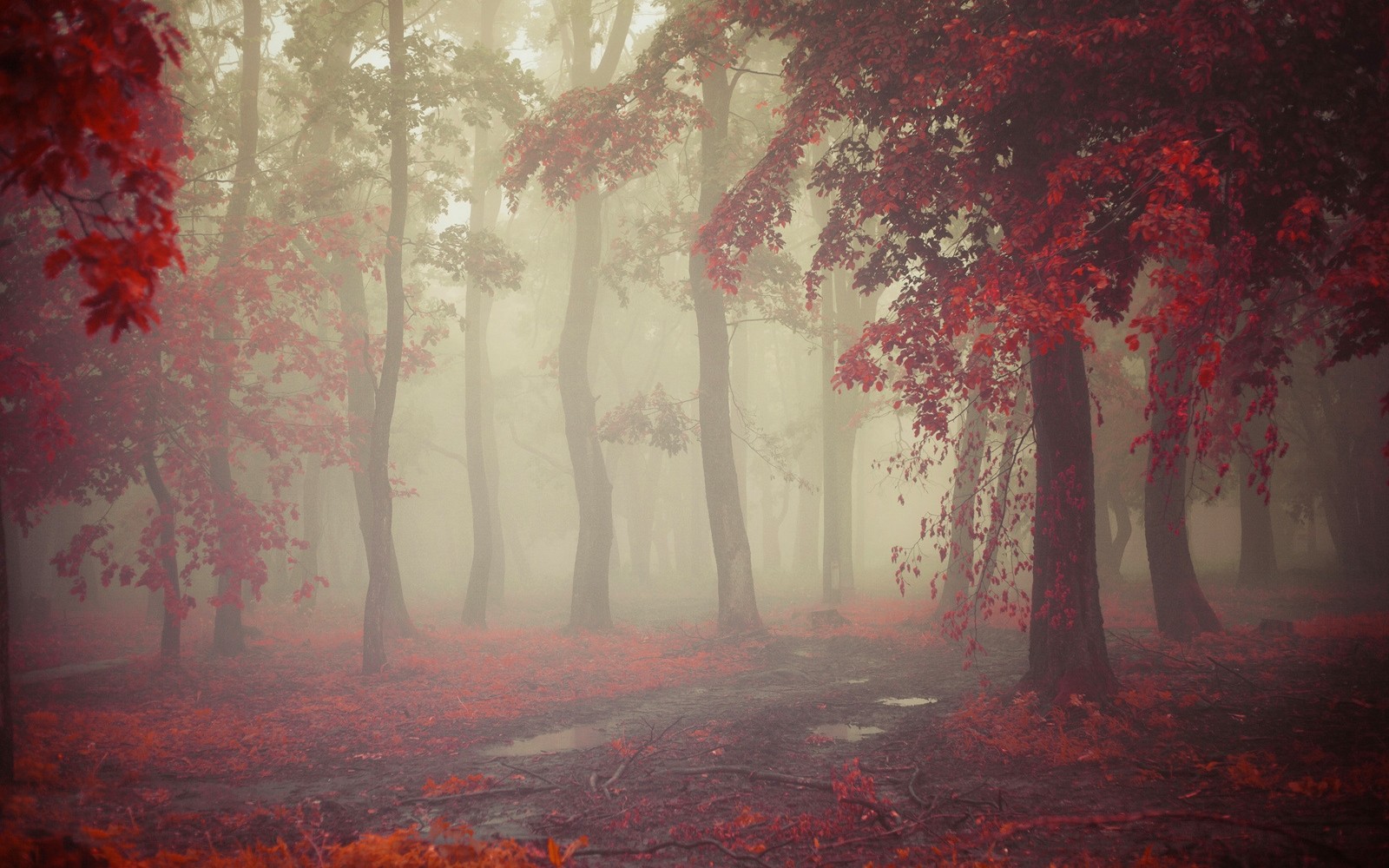 Misty forest with red leaves and fallen leaves HD Wallpaper