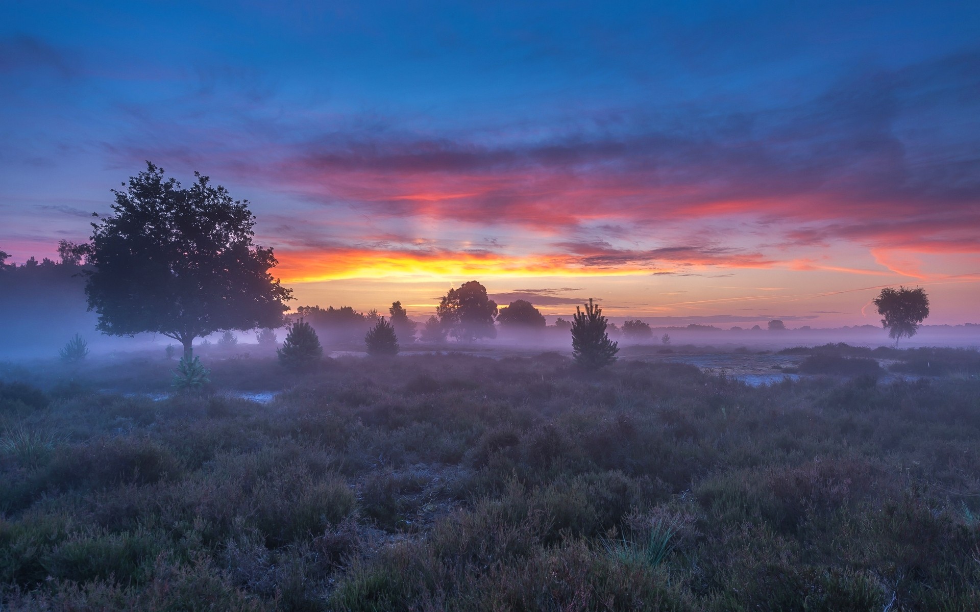 Misty field with trees at sunrise HD Wallpaper