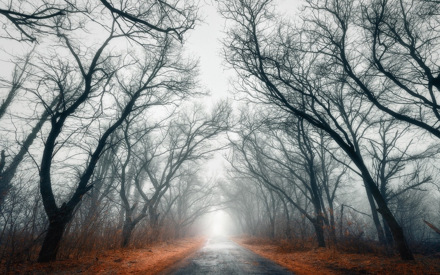 A misty road through a forest in fall HD Wallpaper