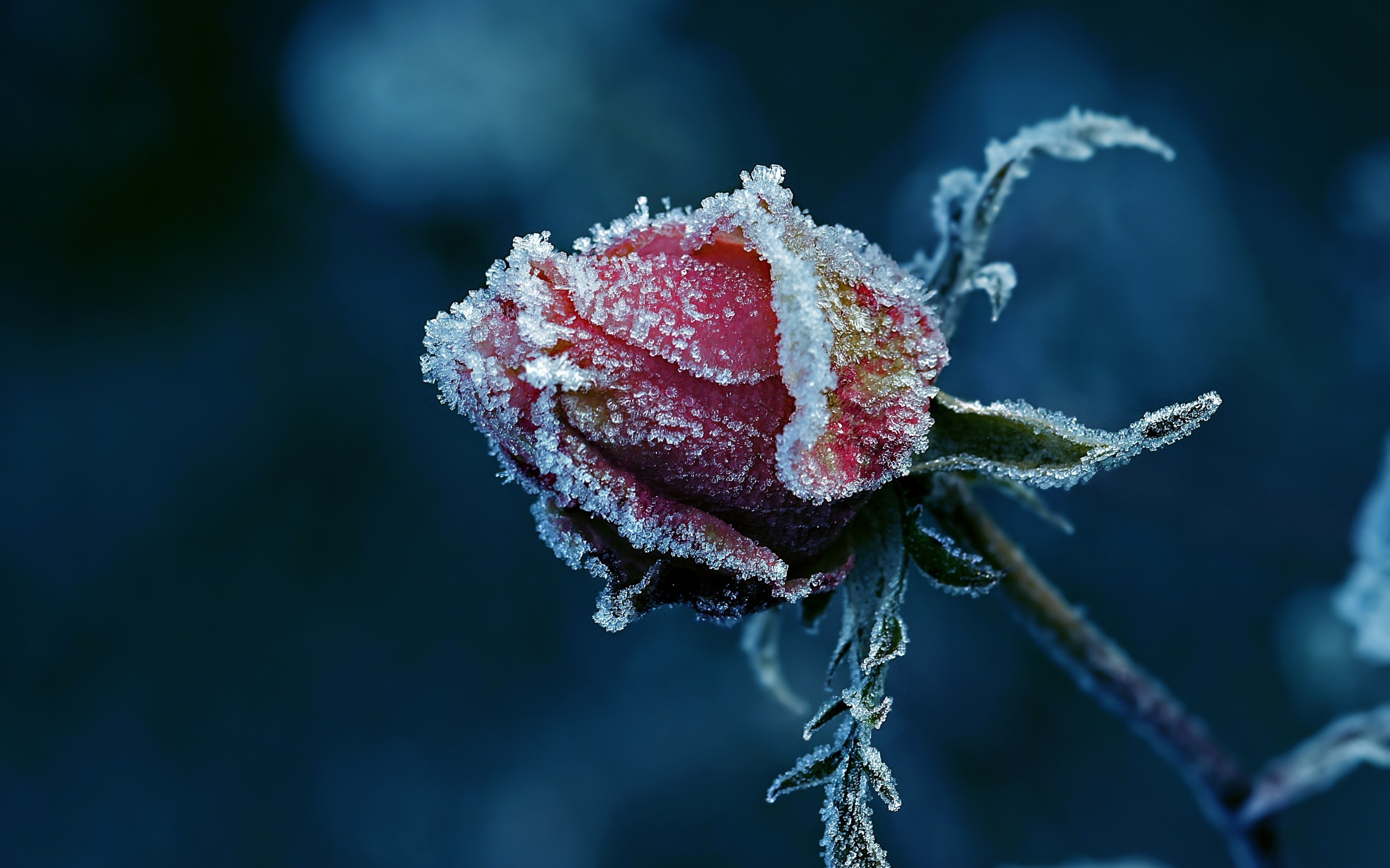 A red rose covered in frost in close-up HD Wallpaper