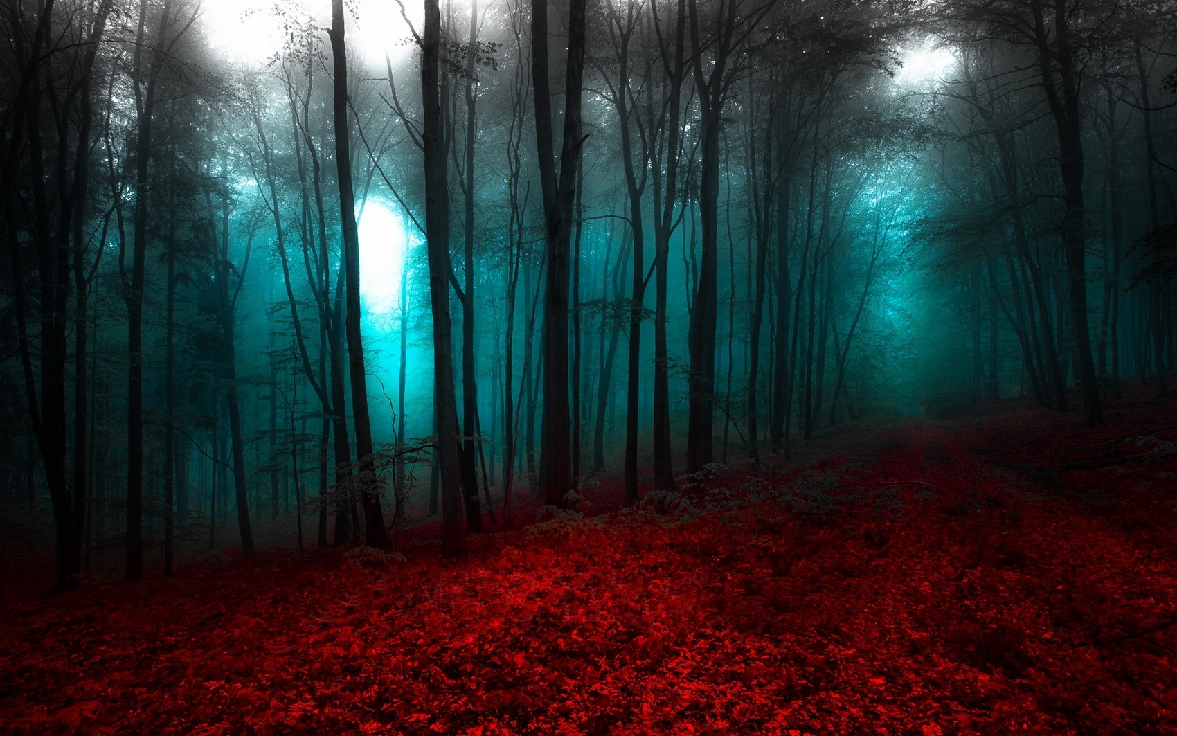 Misty forest with red leaves and blue light HD Wallpaper