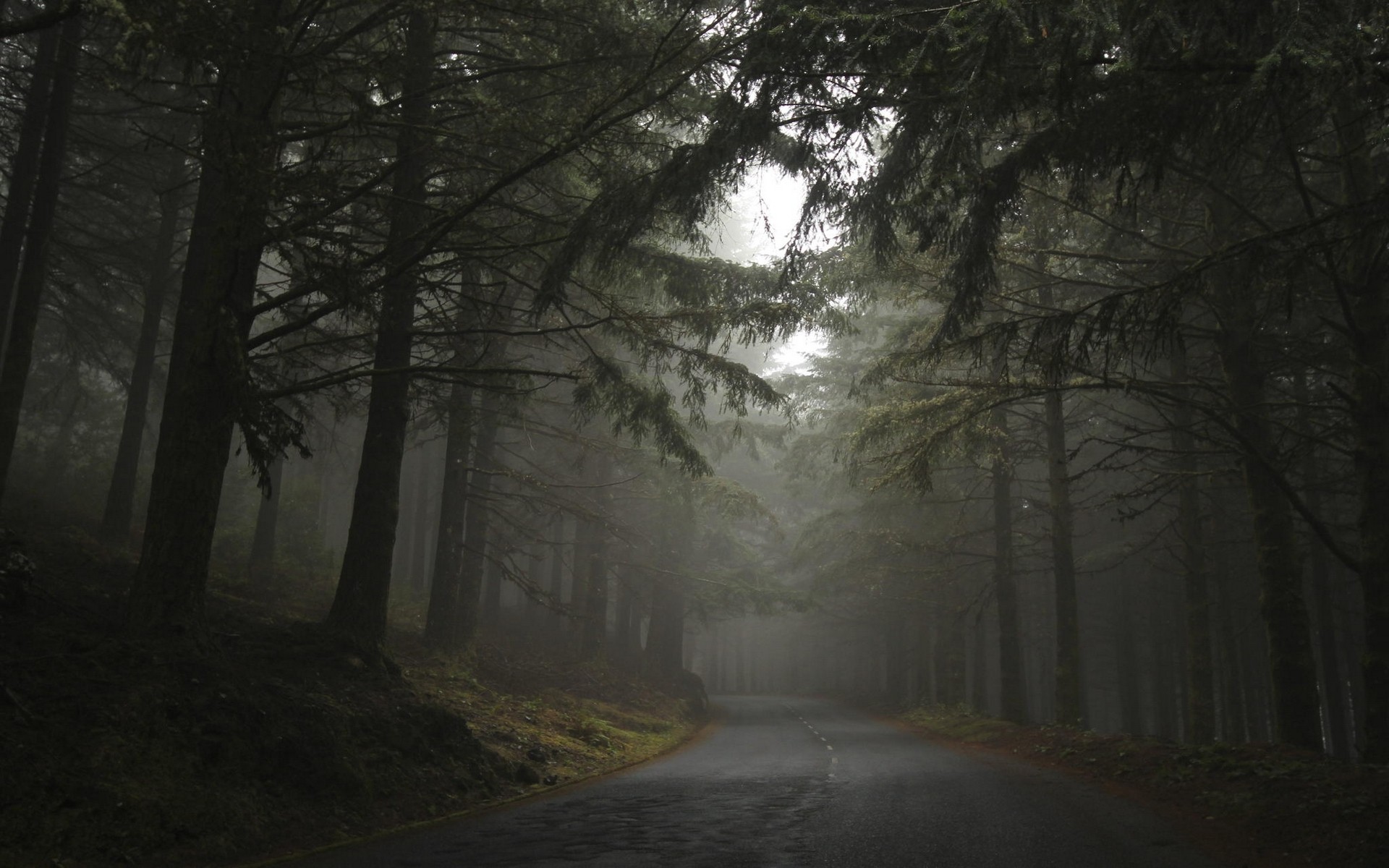 A misty road through a dark forest HD Wallpaper