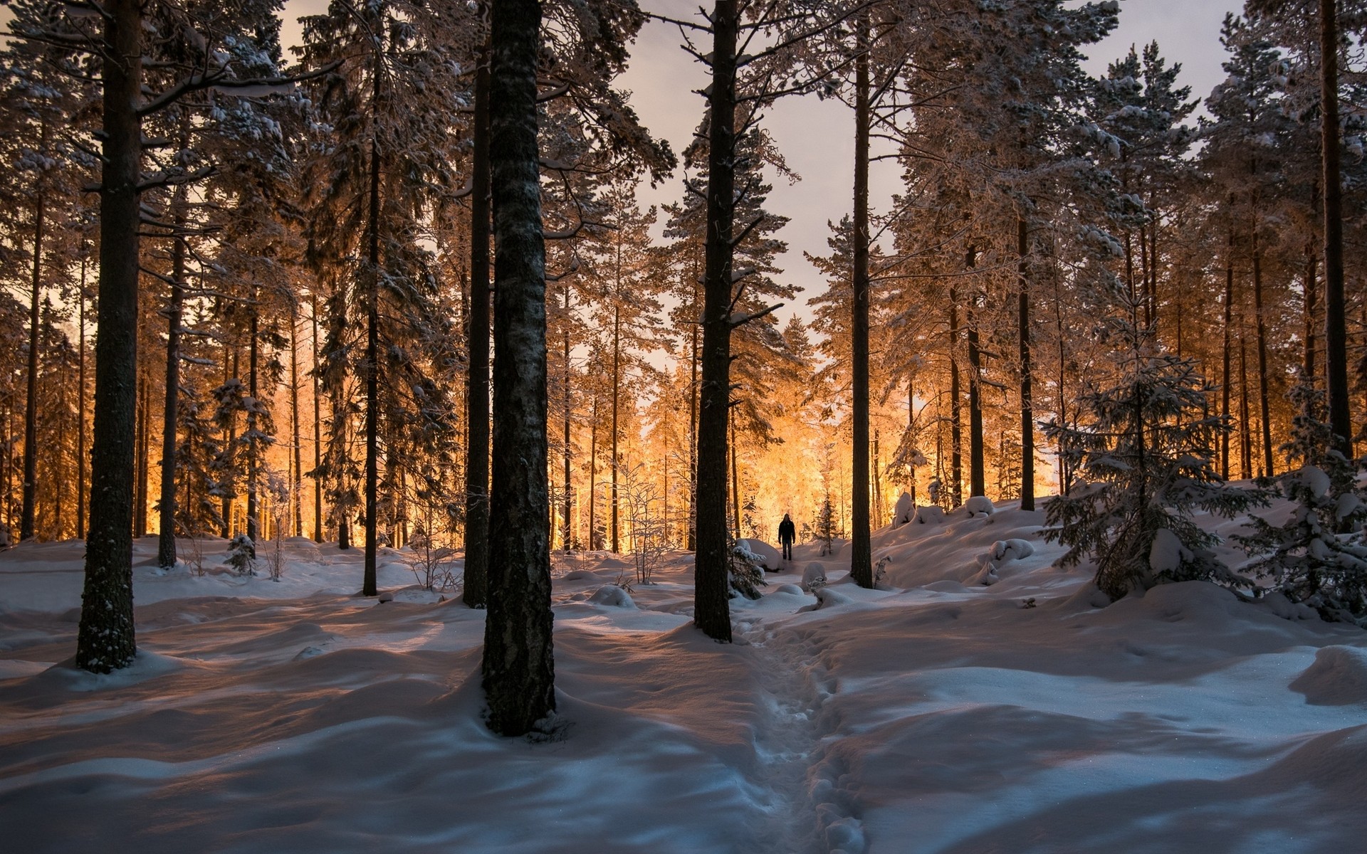 Person walking through a snowy forest at sunset HD Wallpaper