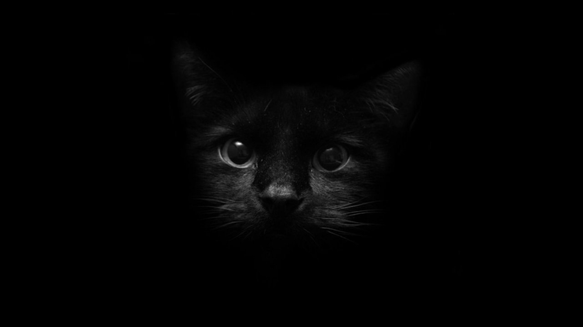 Close-up of a black cat's face in darkness HD Wallpaper