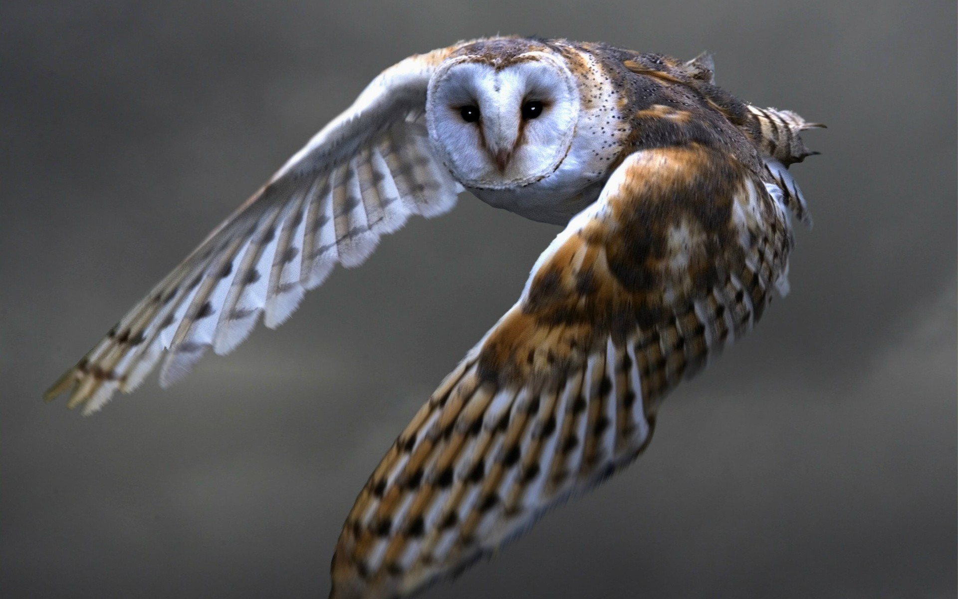 Barn owl in flight against a dark background HD Wallpaper