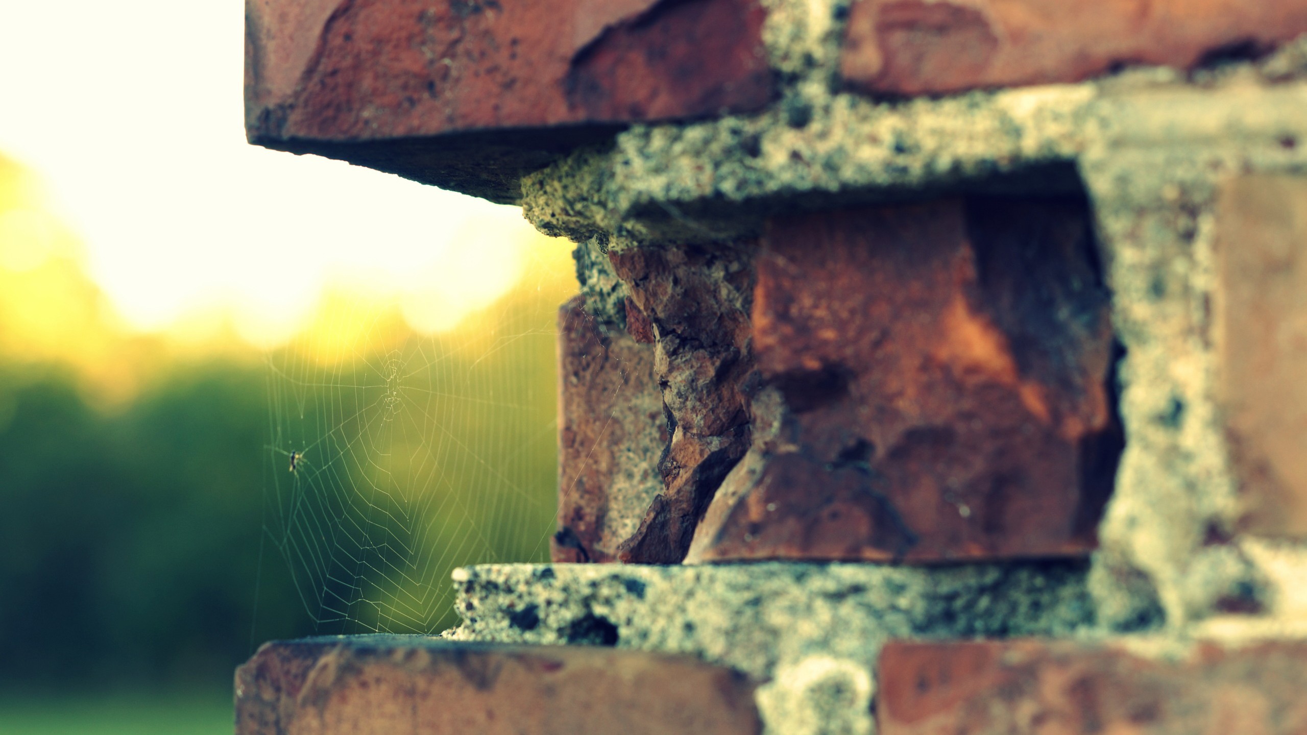 Spiderweb on a brick wall with bokeh background HD Wallpaper