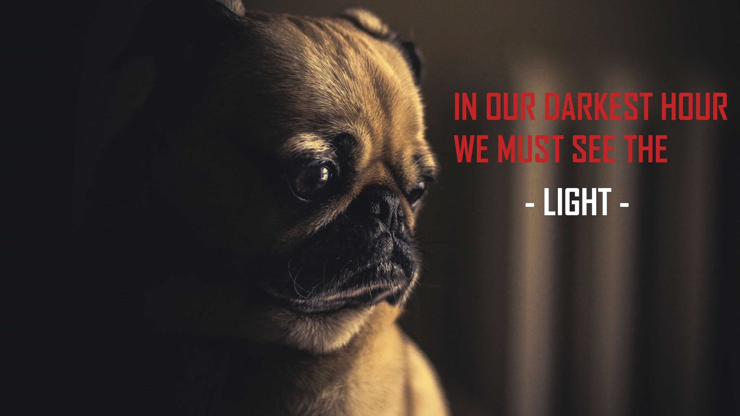 Pug with quote "In our darkest hour we must see the light" HD Wallpaper