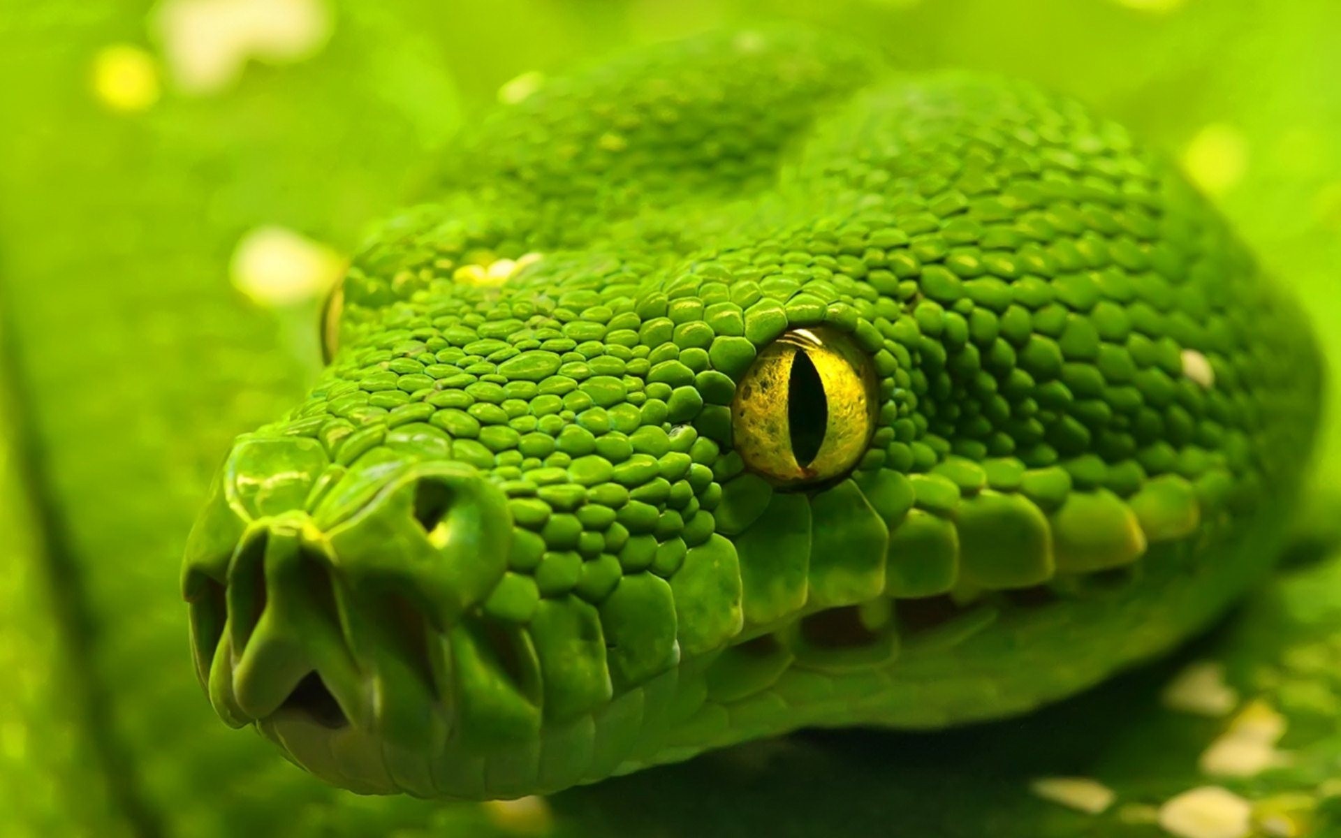 Close-up of a green snake with yellow eyes HD Wallpaper