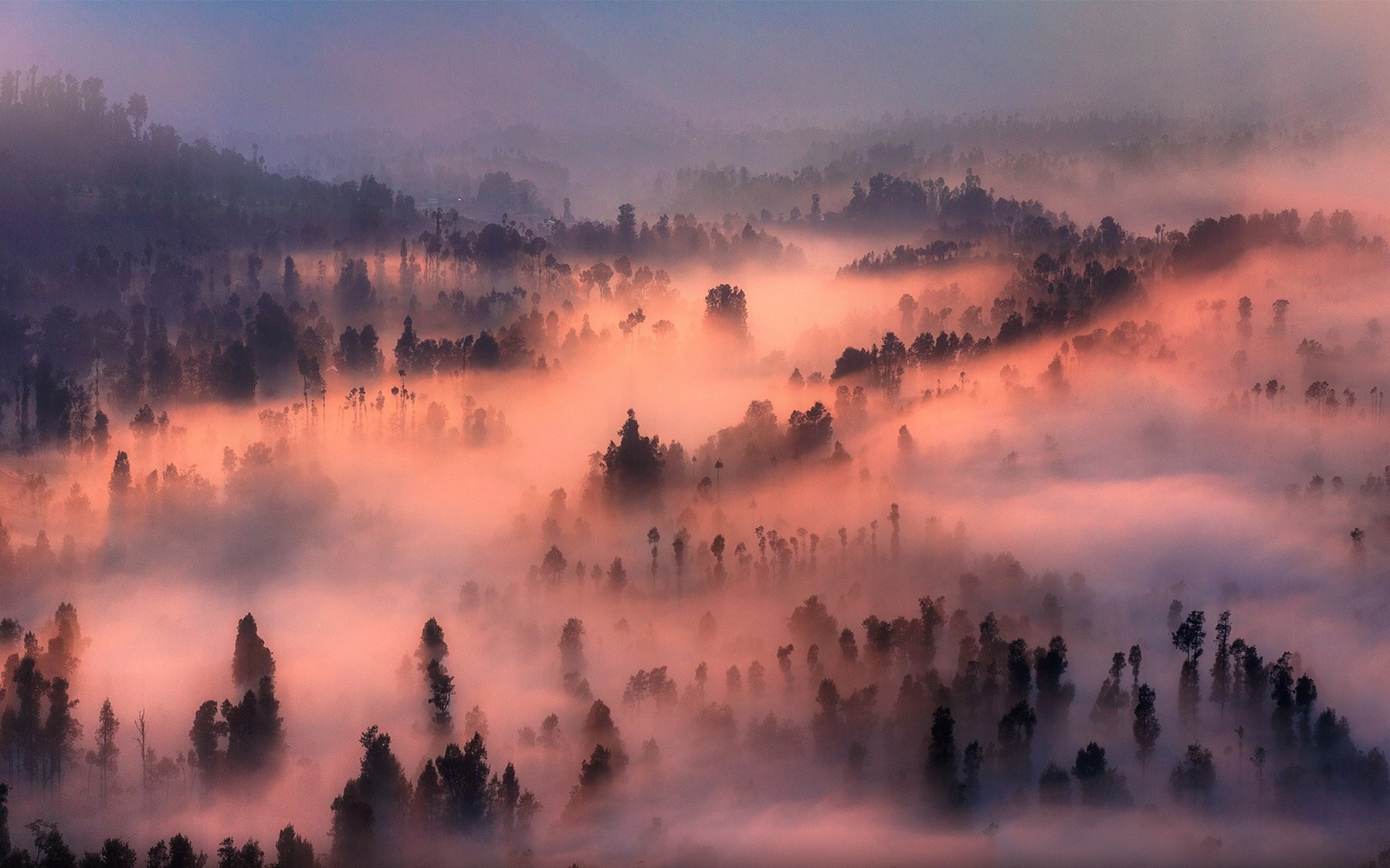 Misty forest valley at sunrise with pink fog HD Wallpaper