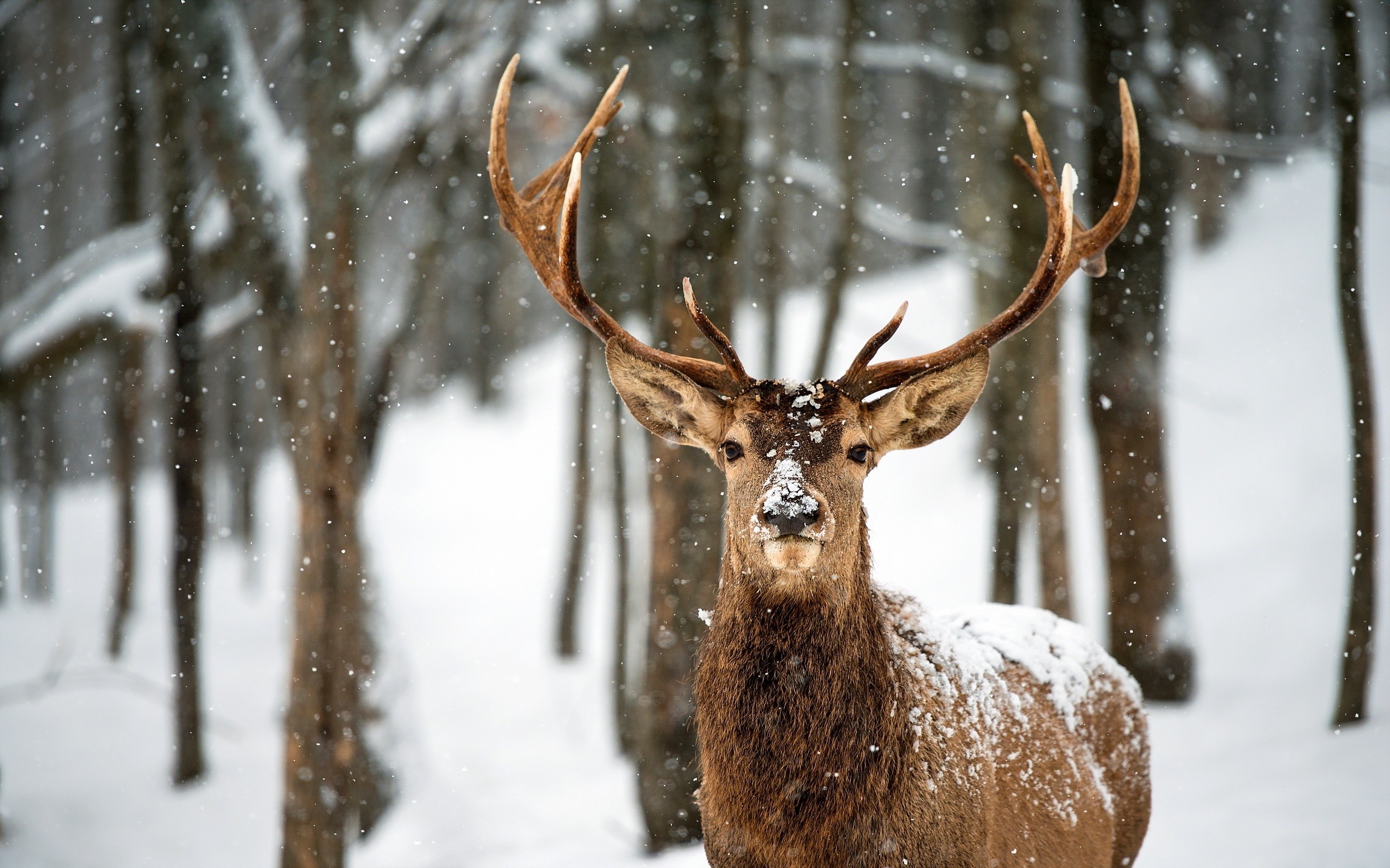 Deer with antlers in a snowy forest HD Wallpaper